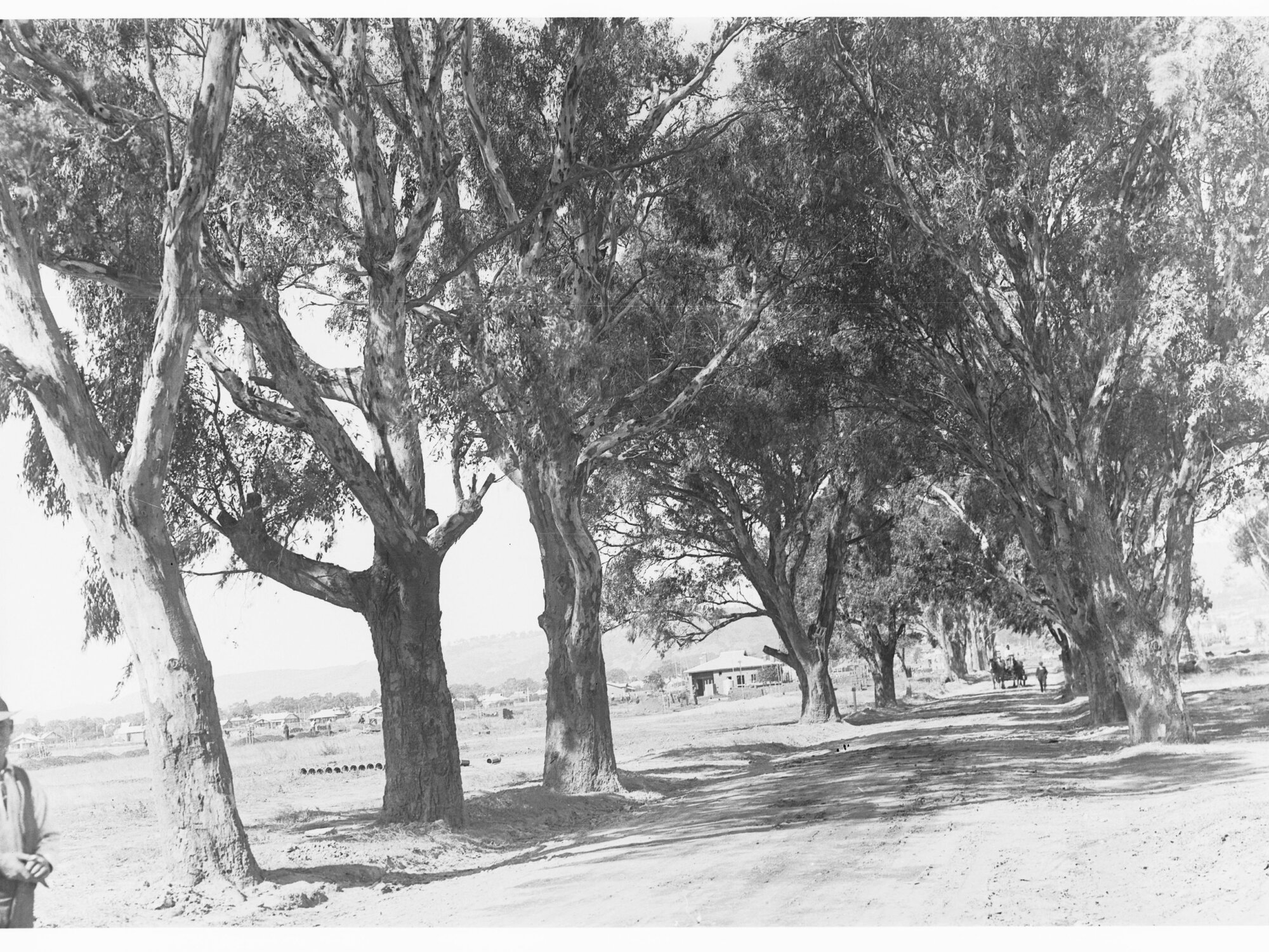 Horse and cart on road, Colonel Light Gardens