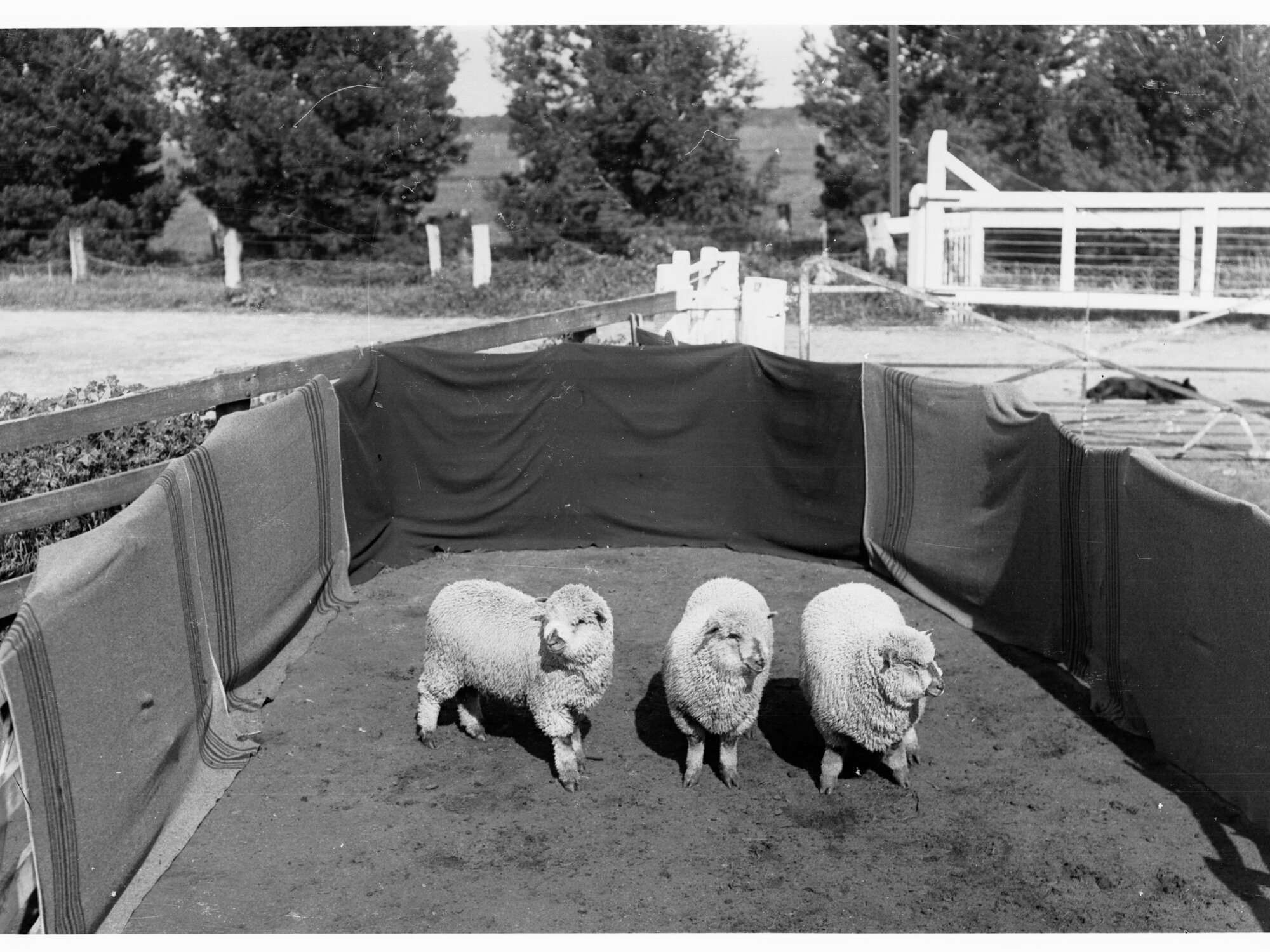 Sheep in pen at Roseworthy