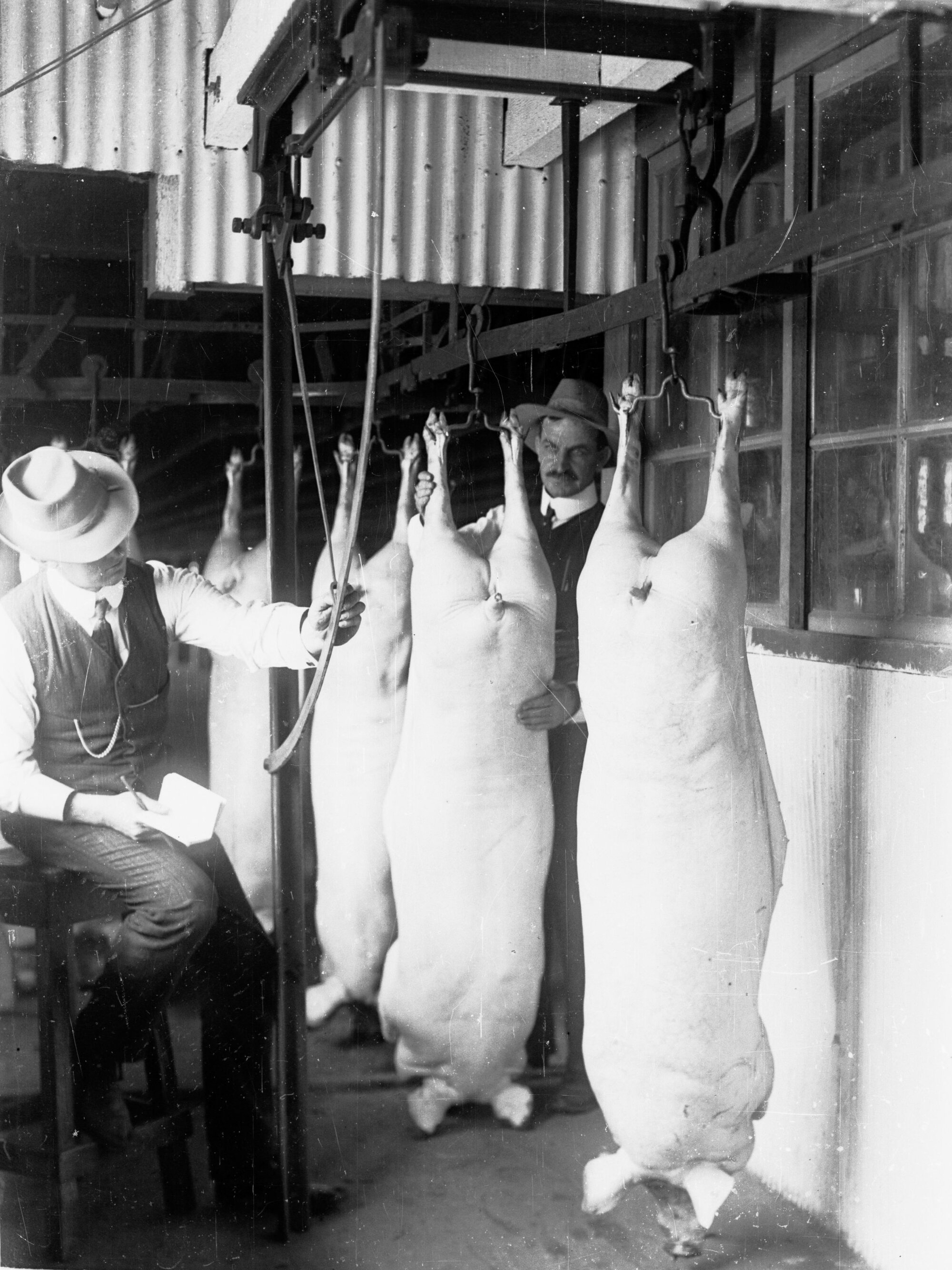 Receiving and Weighing Pigs from Slaughter House at Port Adelaide