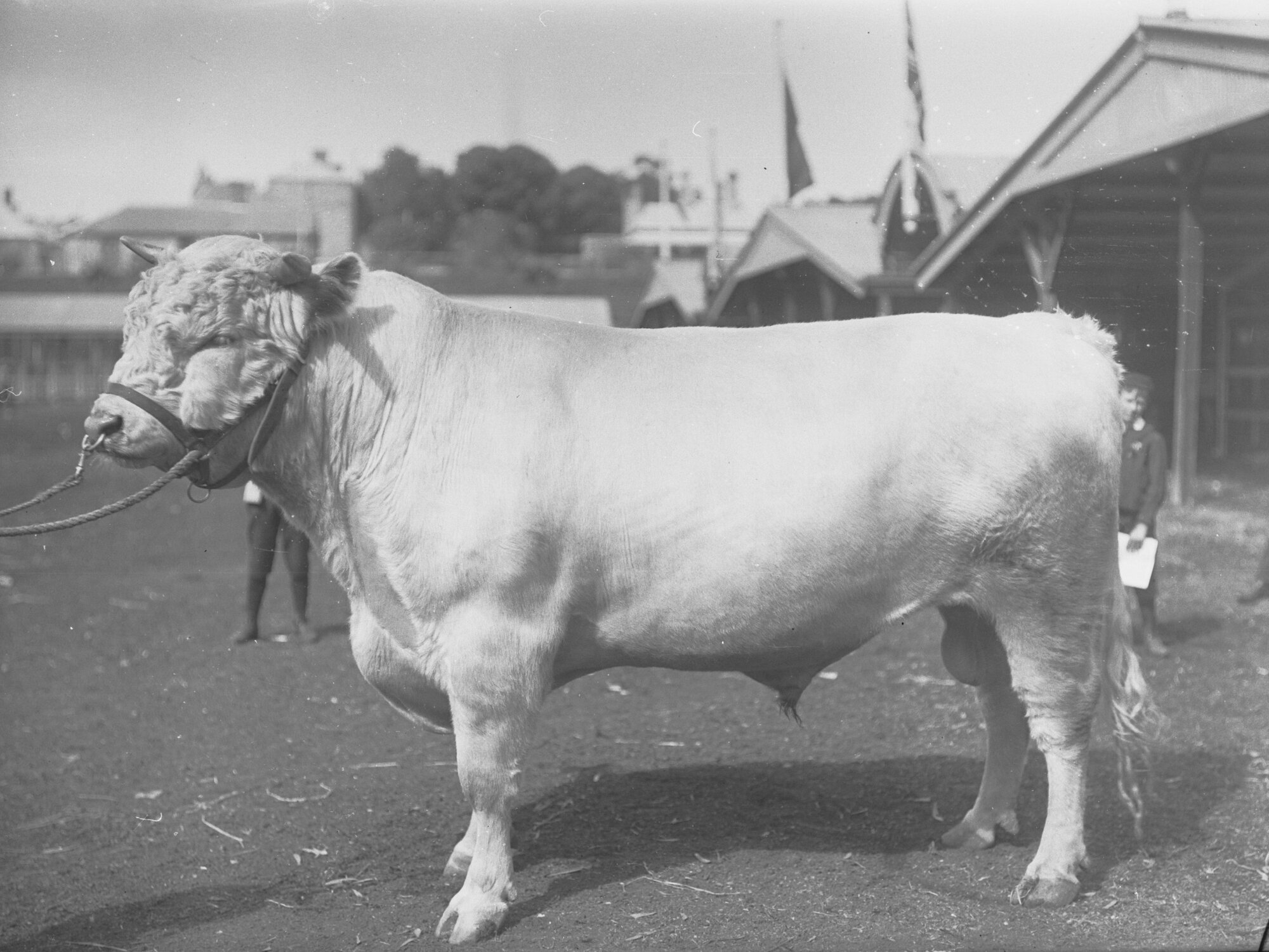 Prize Bull at Adelaide Show