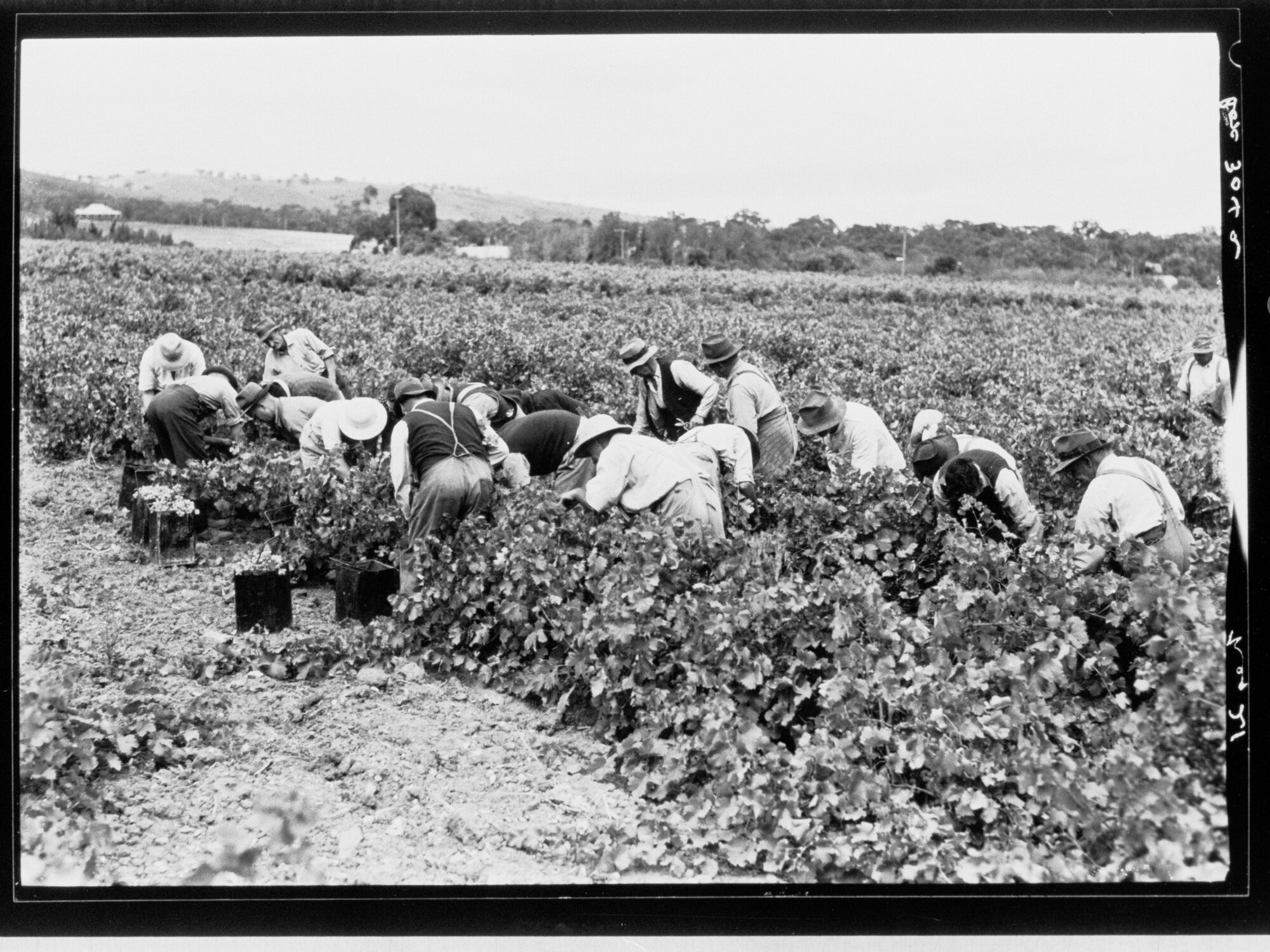 Grape picking - Penfolds
