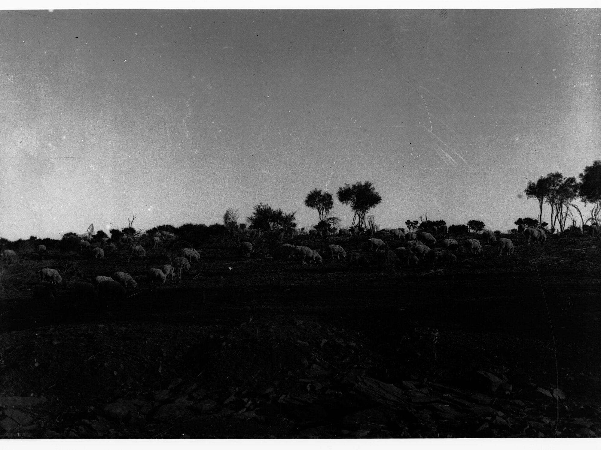 Sheep on a station - Far North