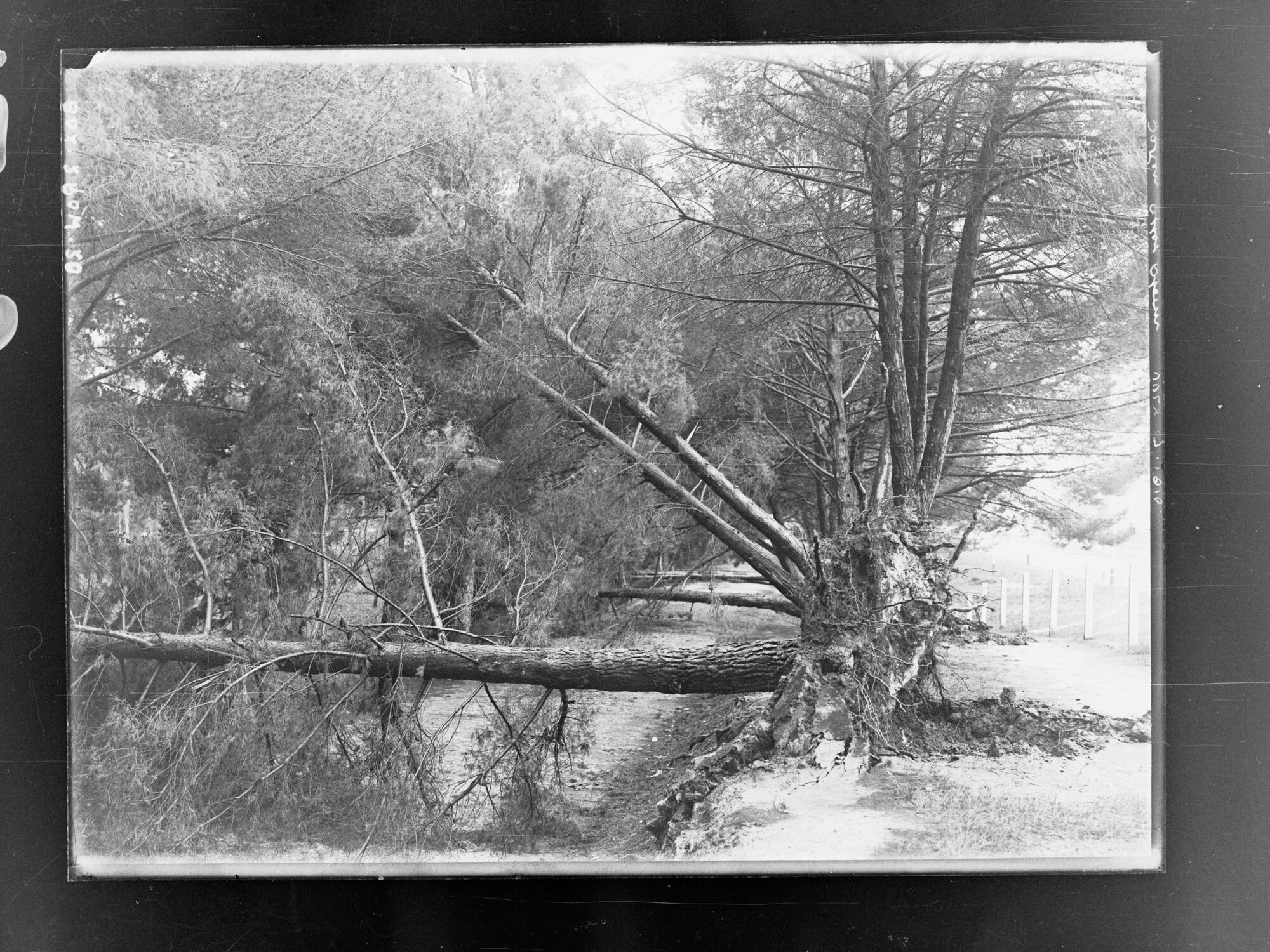 Botanic Park taken after storm 17 July 1916