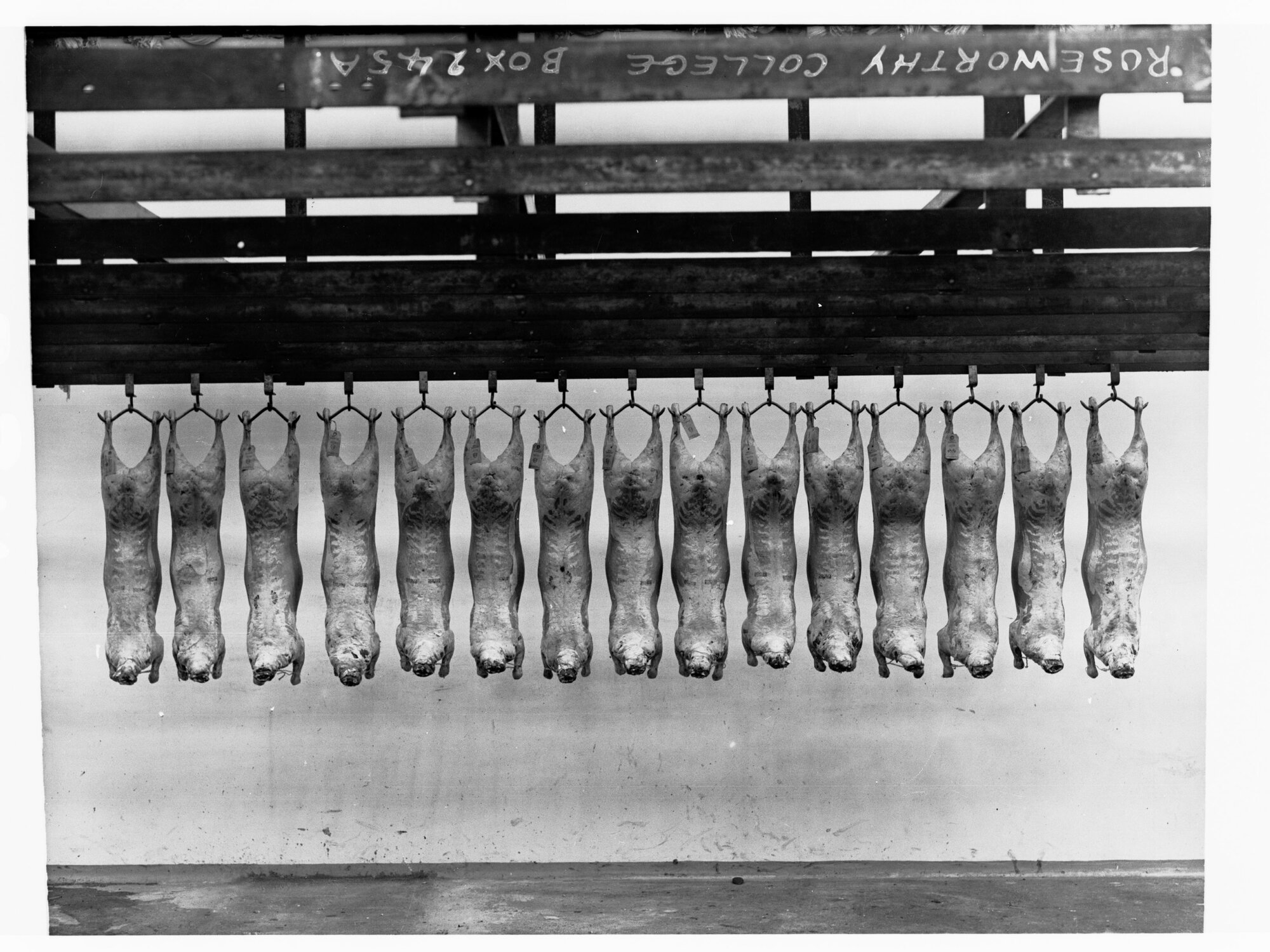Meat at Roseworthy College showing carcases hanging in cool room