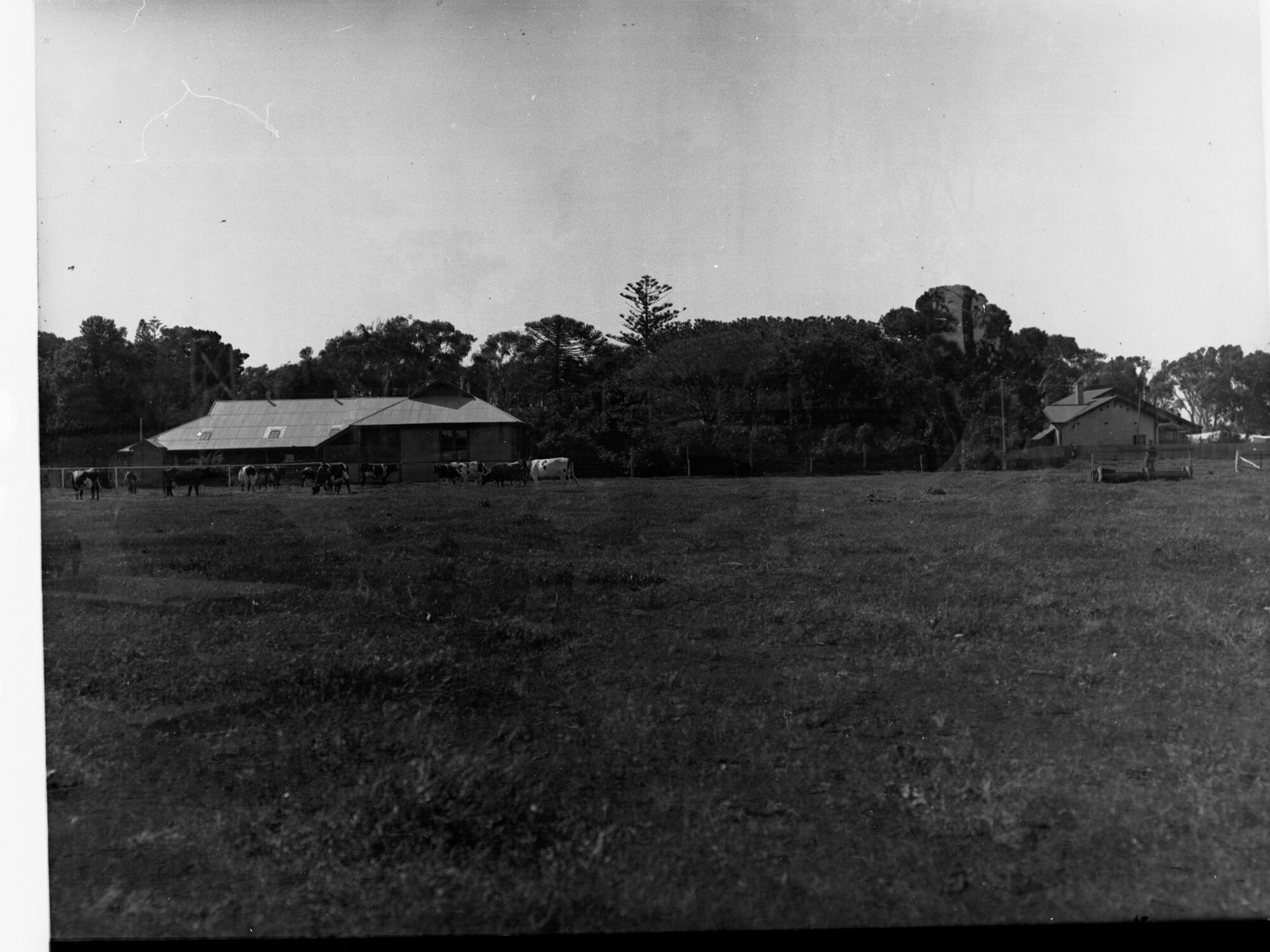Dairy herd at Minda Home, 1932