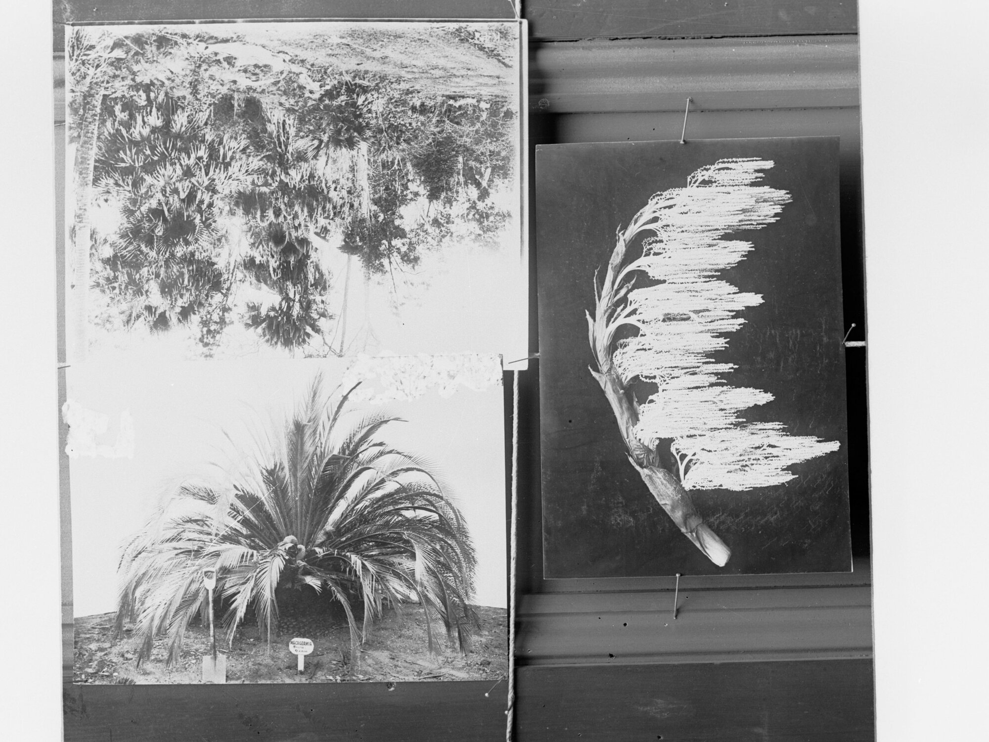 Palm tree plantation, Forestry Department , area unknown