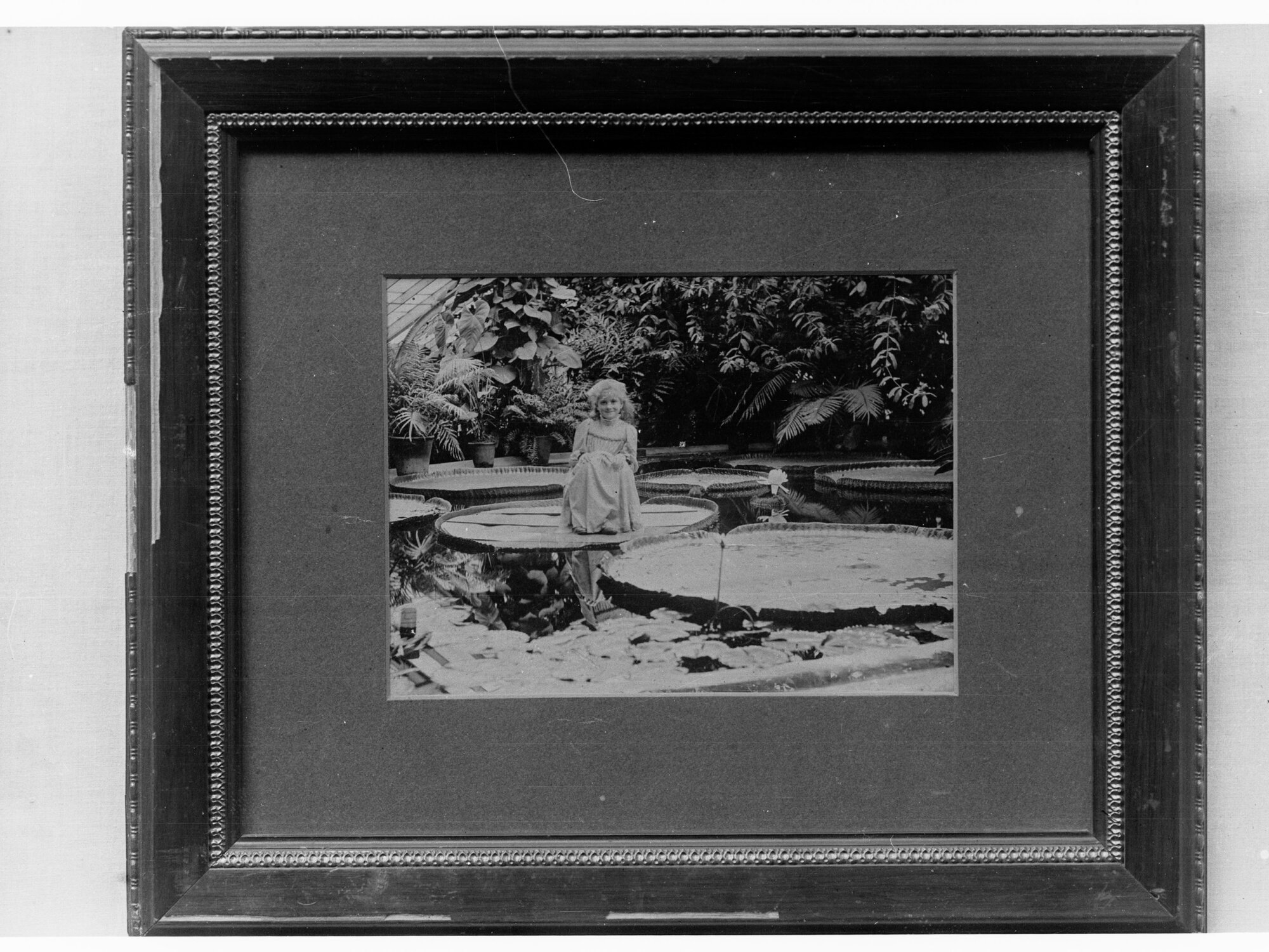 Botanic Gardens showing young girl on large lily pad in a pond