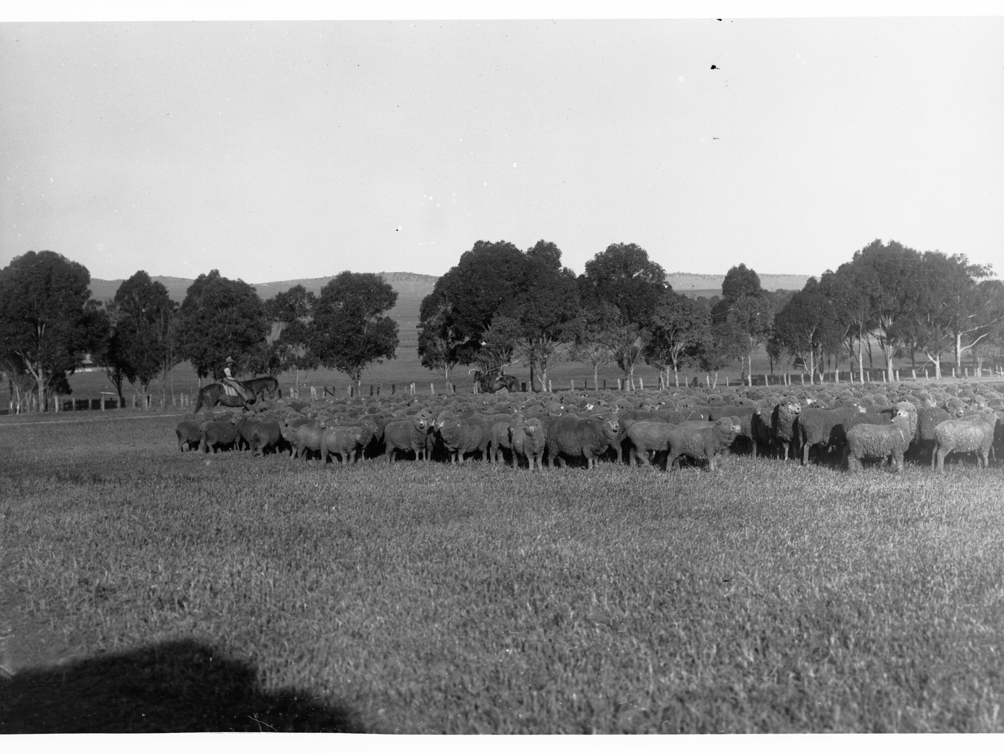 Sheep at Hill River Station