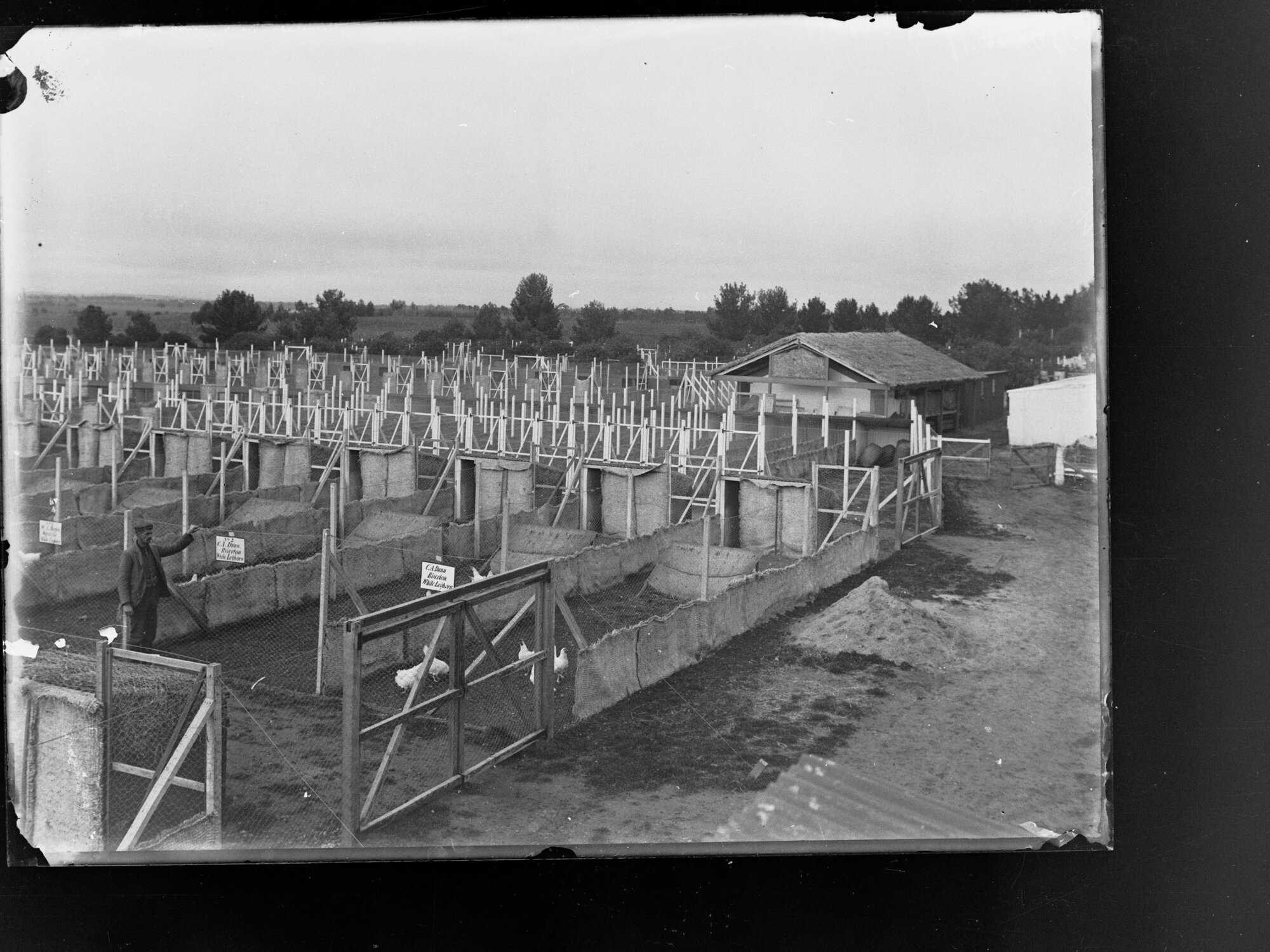 Fowl pen at Roseworthy Agricultural College