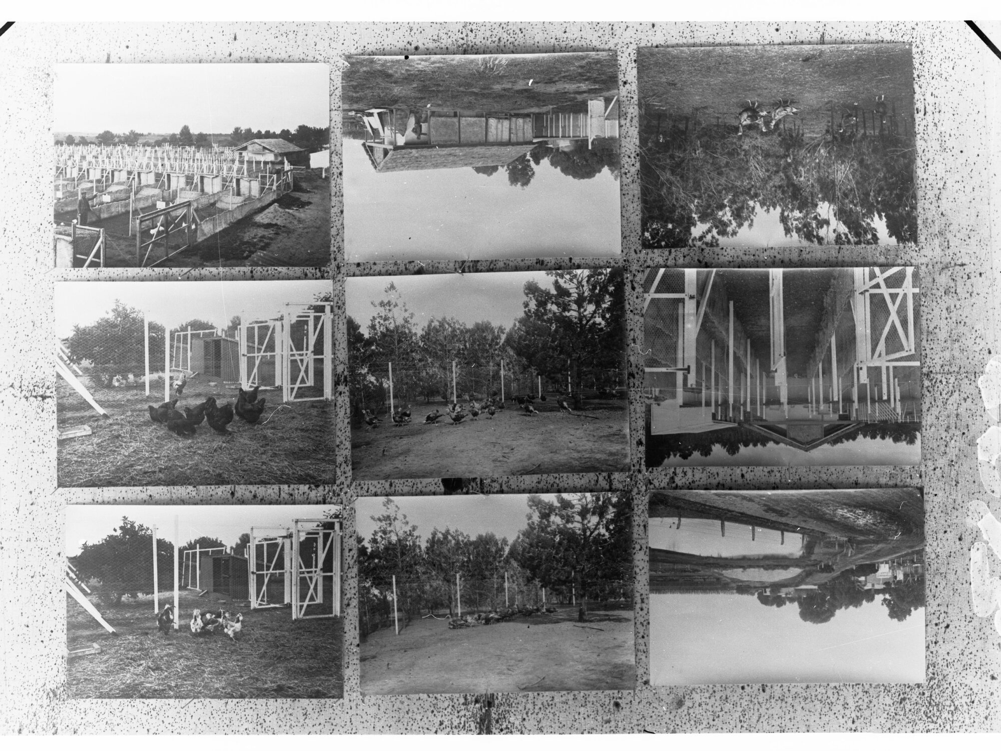 Scenes of a Poultry Farm