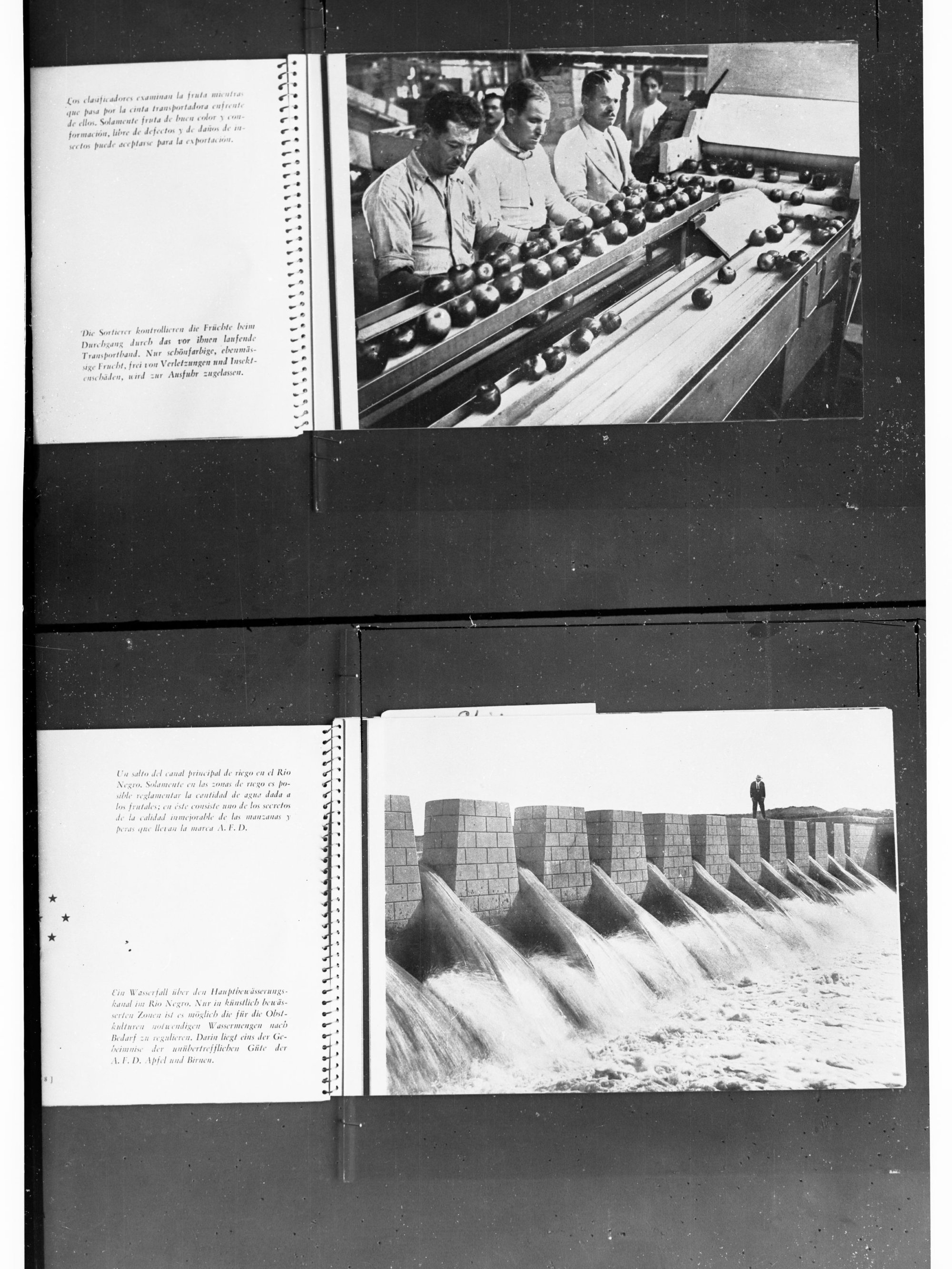 Men Packing Apple on Conveyor Belt and Showing a Dam