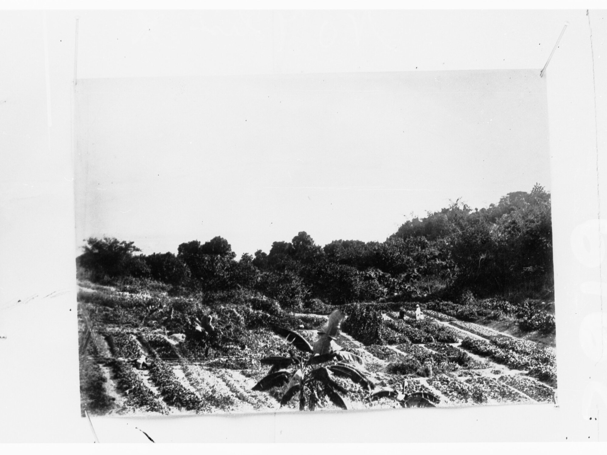Northern Territory - Chinese garden (crops growing on farm)