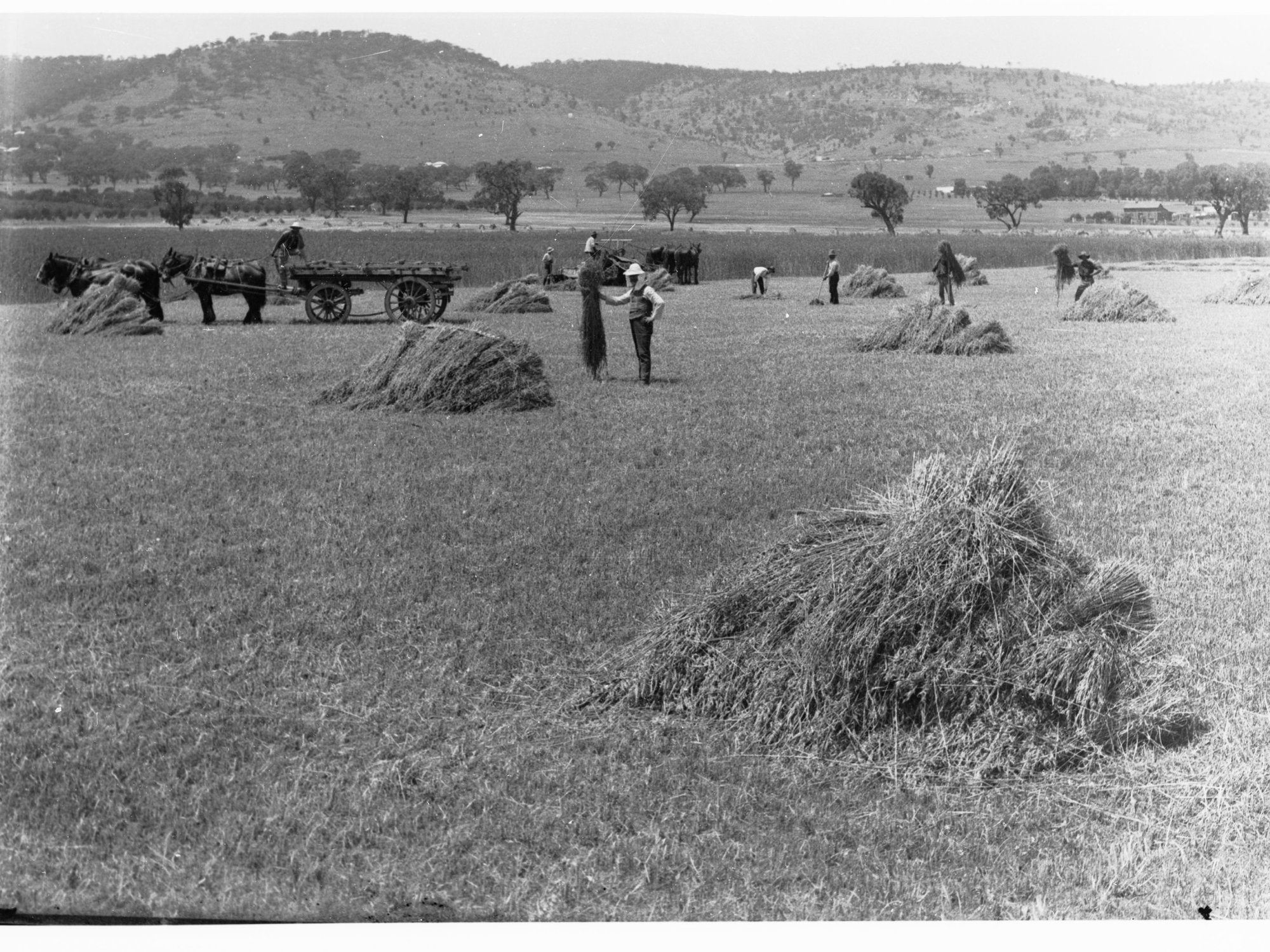 Haymaking at Mitcham showing horse and wagon