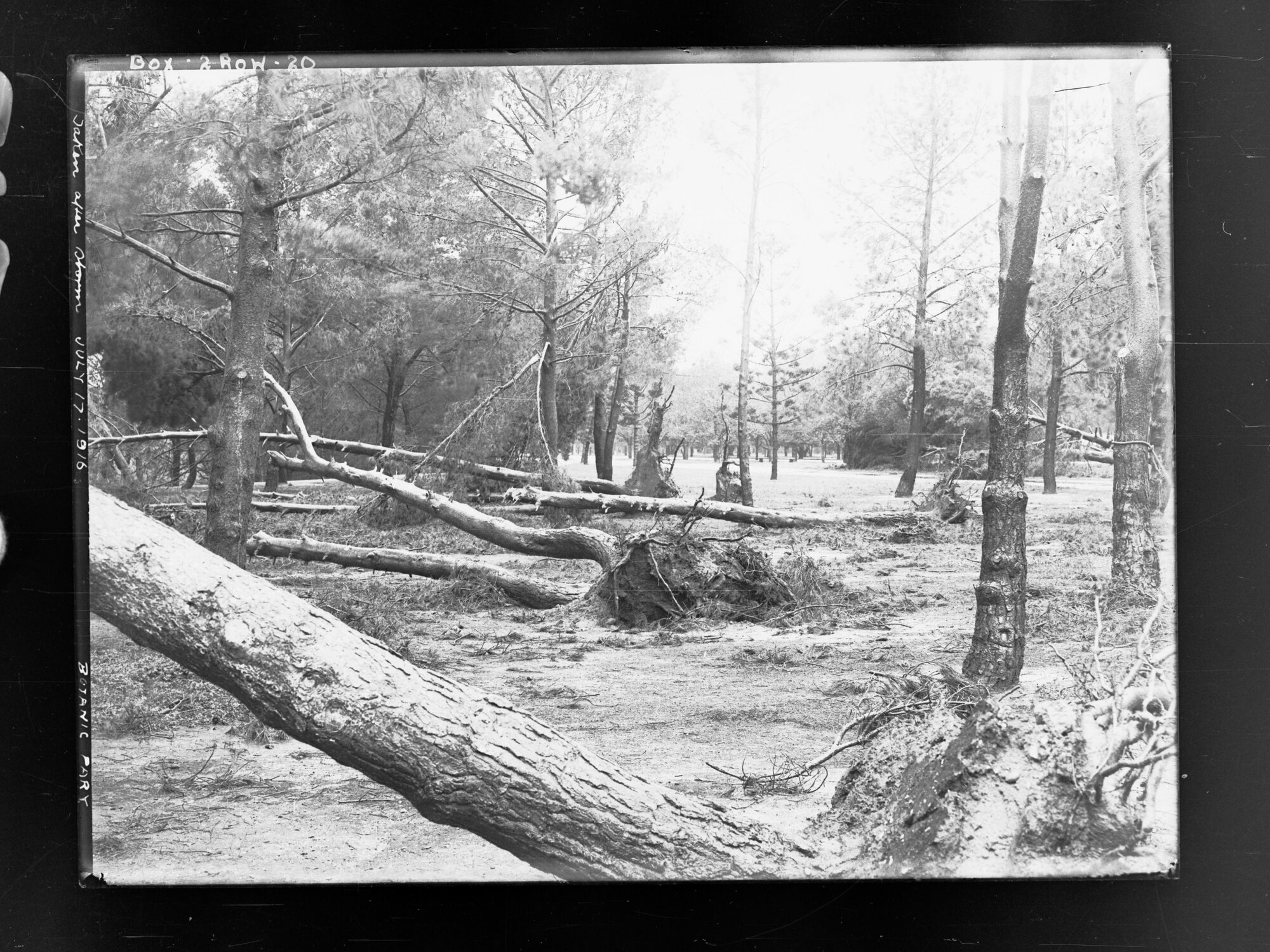 Botanic Park taken after storm 17 July 1916