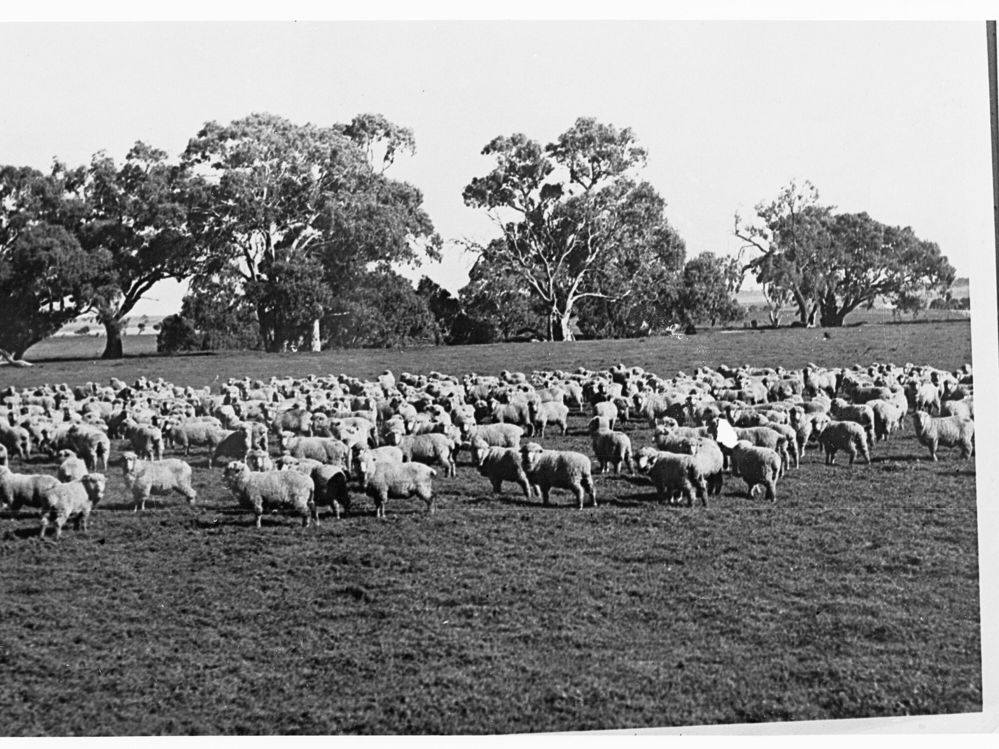 Sheep in a paddock