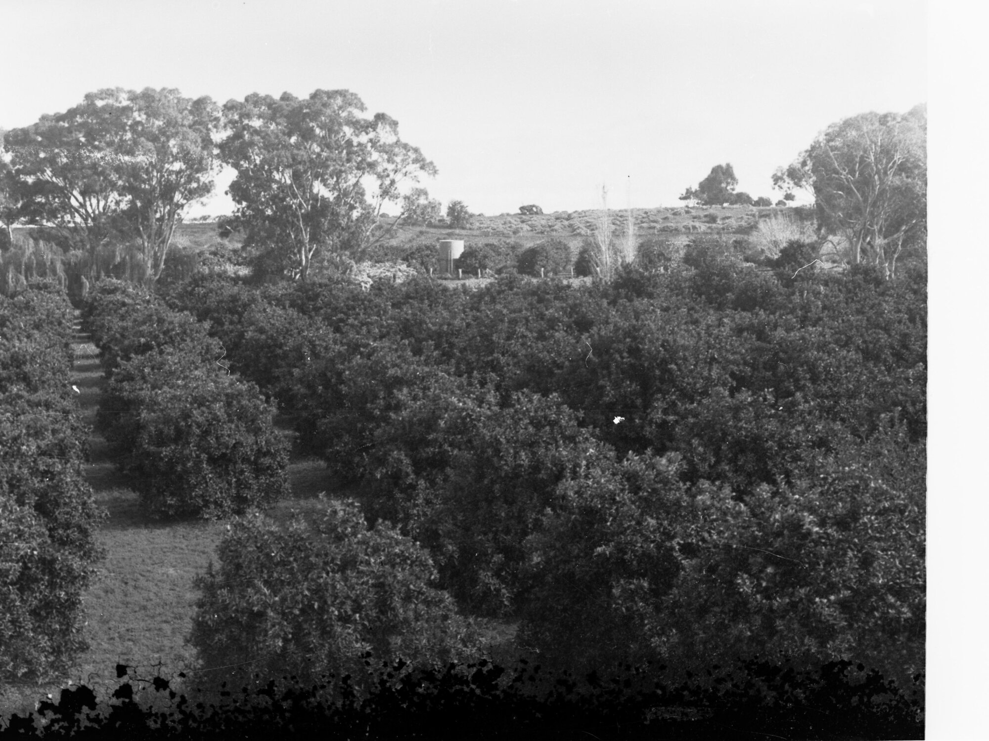 View of orchard