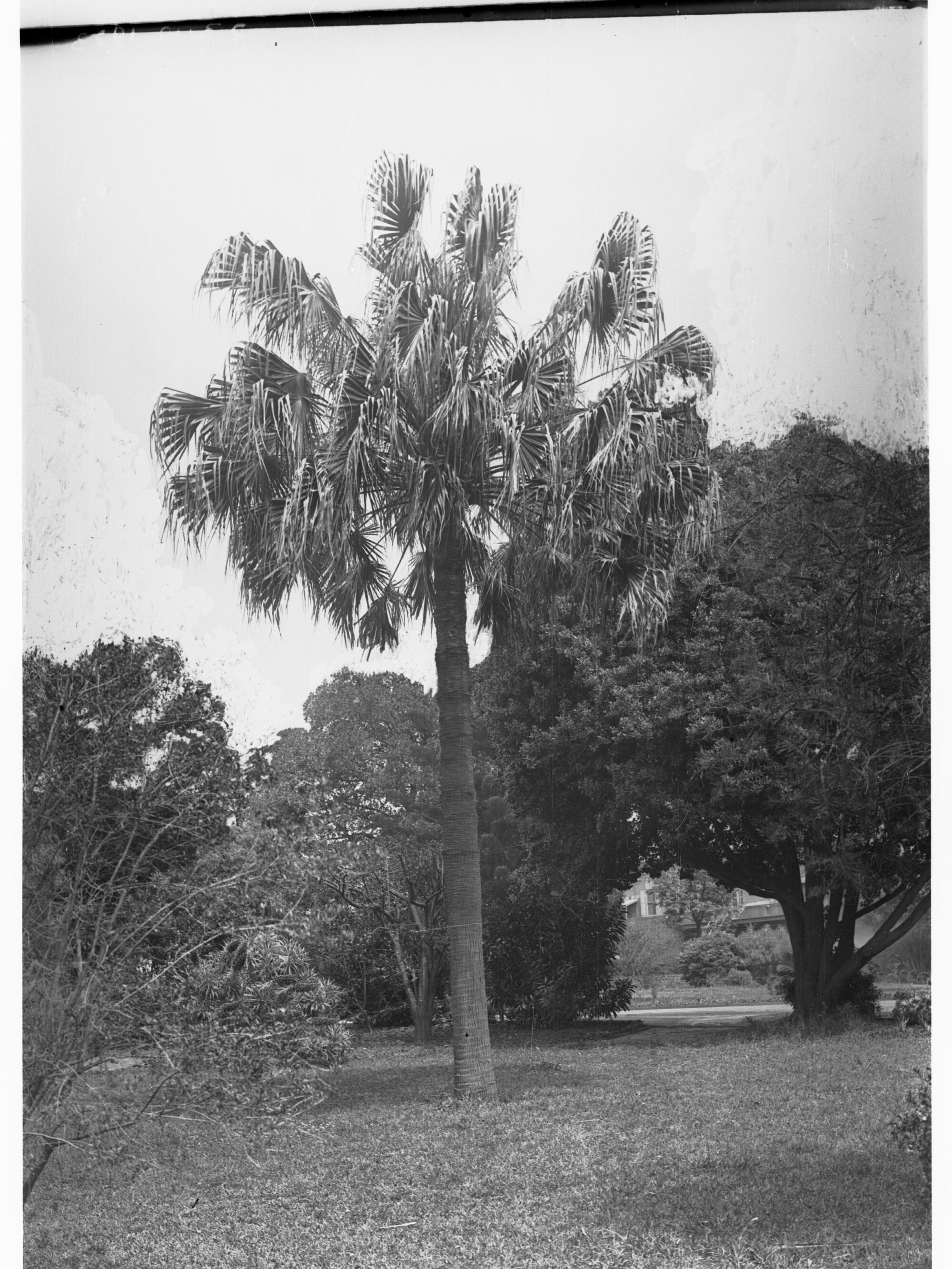 Augusta Robusta, Botanic Gardens