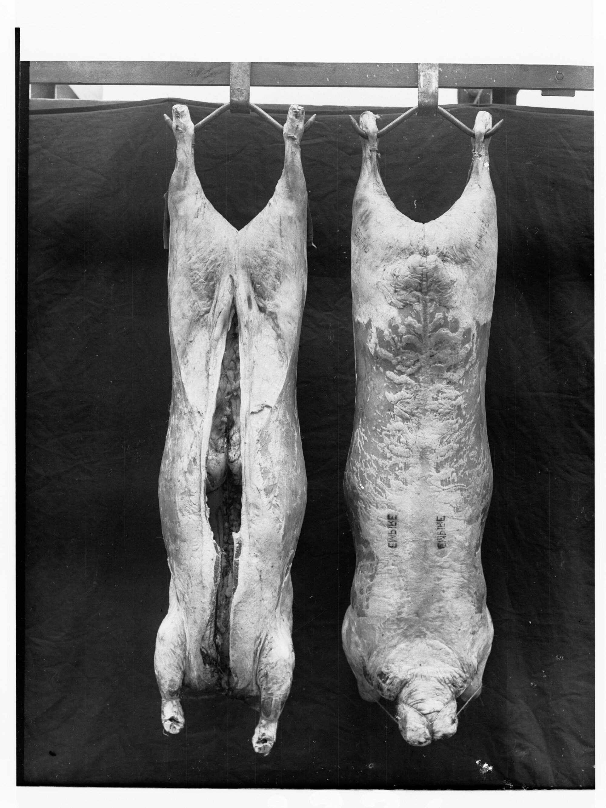 Carcases hanging in cool room - Roseworthy Agricultural College