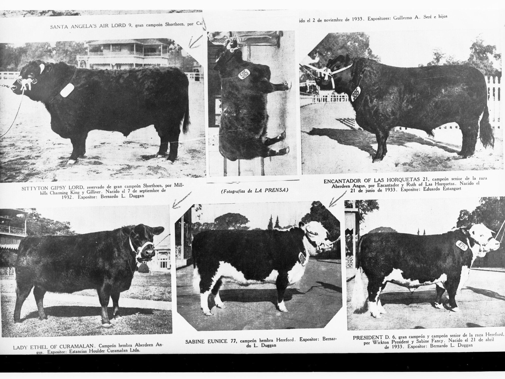 Six photos showing four bulls and two cows
