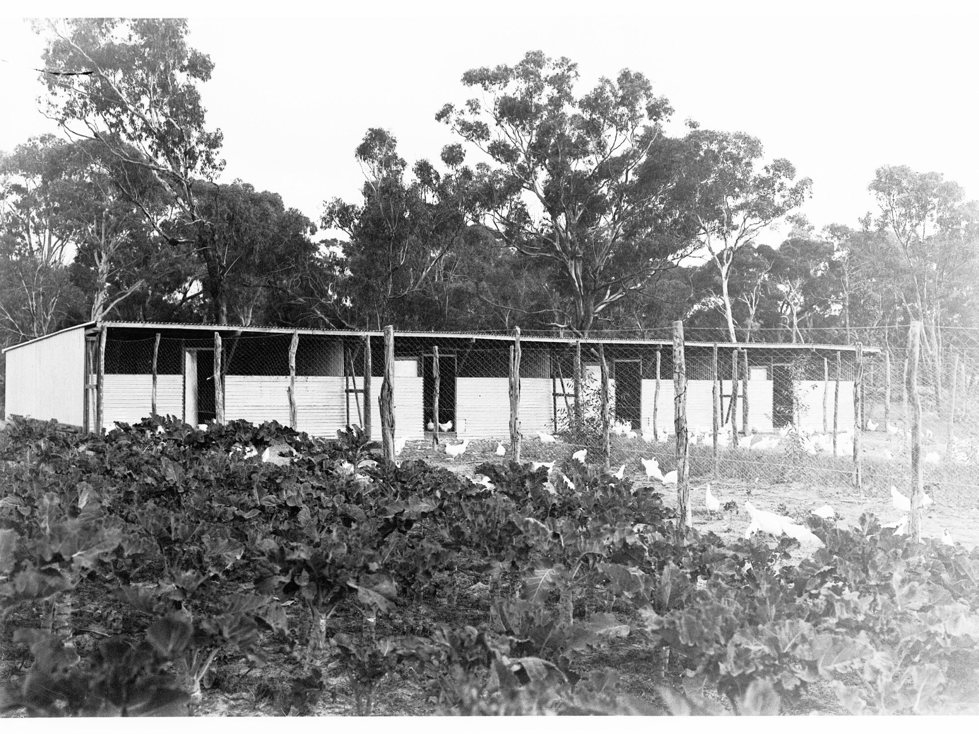 Chickens in a yard - showing coops