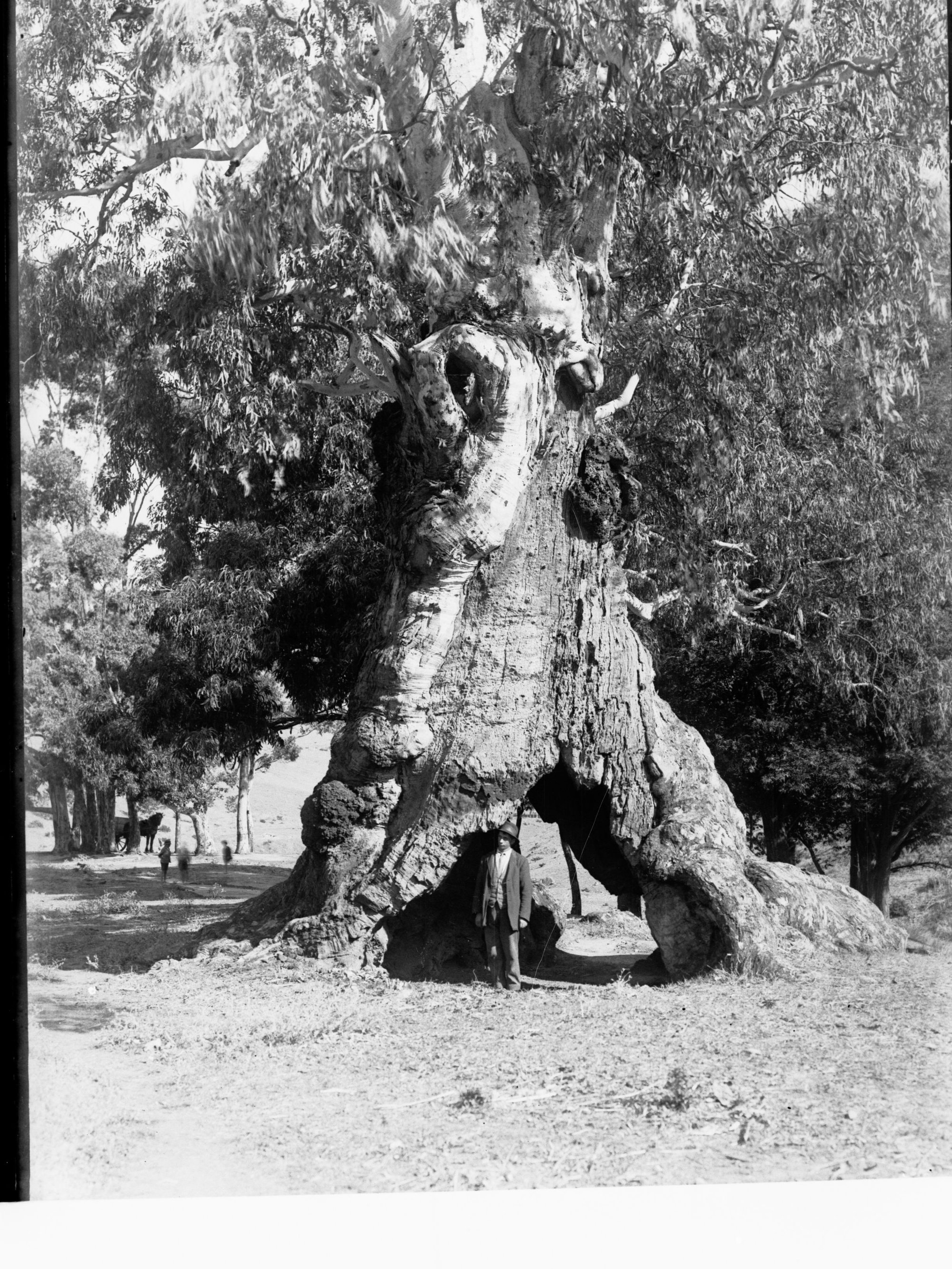 Mitcham Reserve