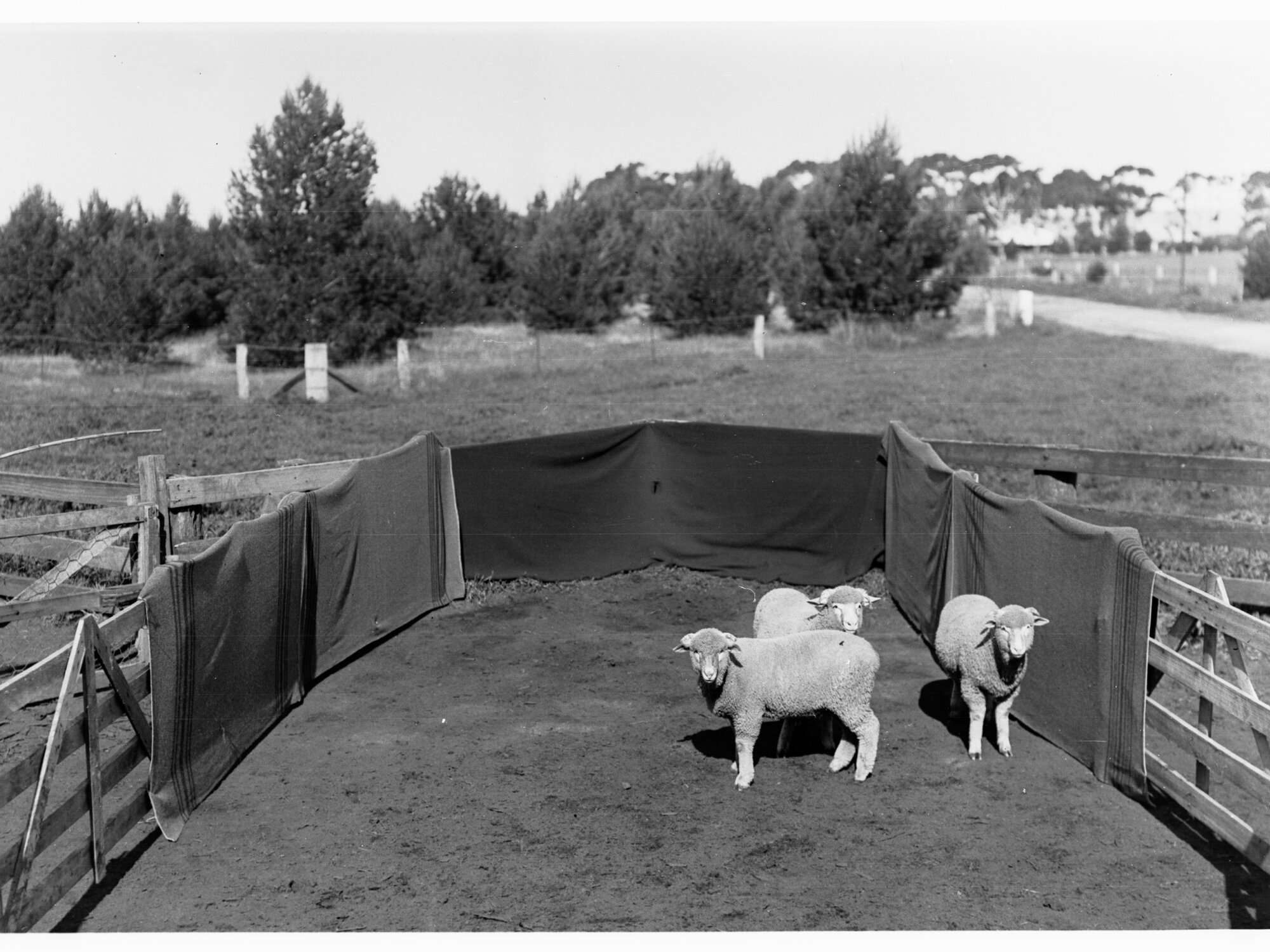 Sheep in a pen at Roseworthy