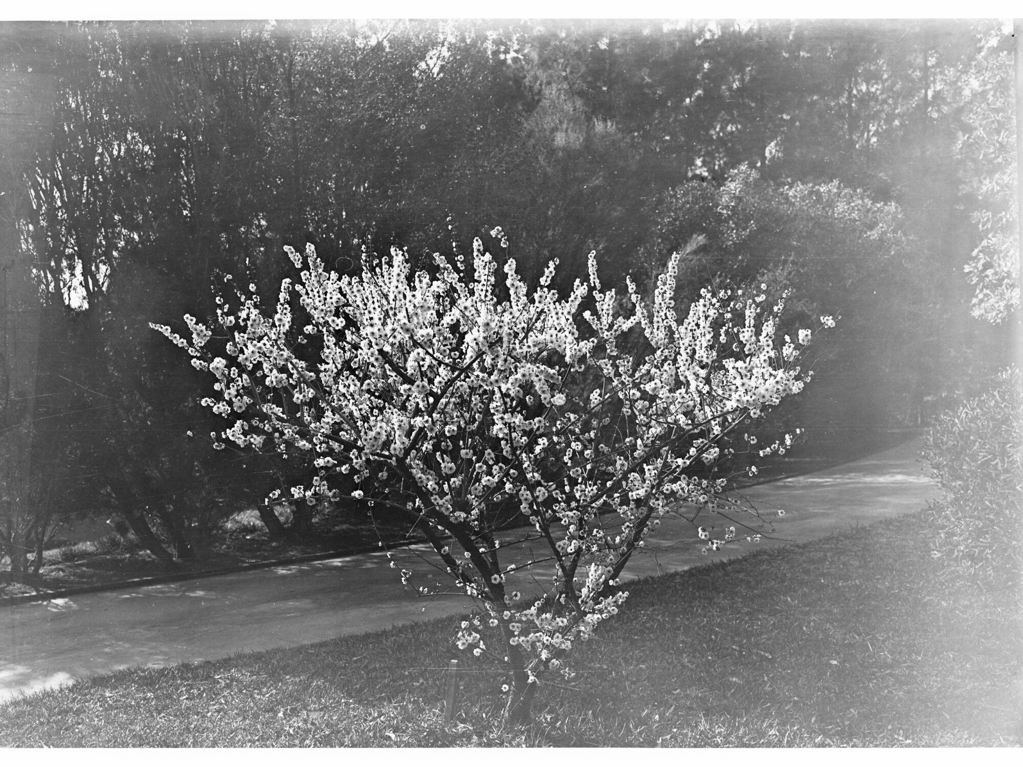 Tree in Full Bloom in Botanic Gardens
