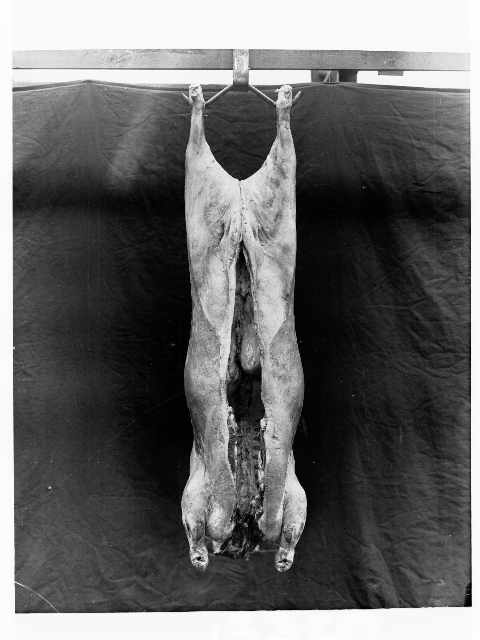 Carcass hanging in cool room - Roseworthy Agricultural College