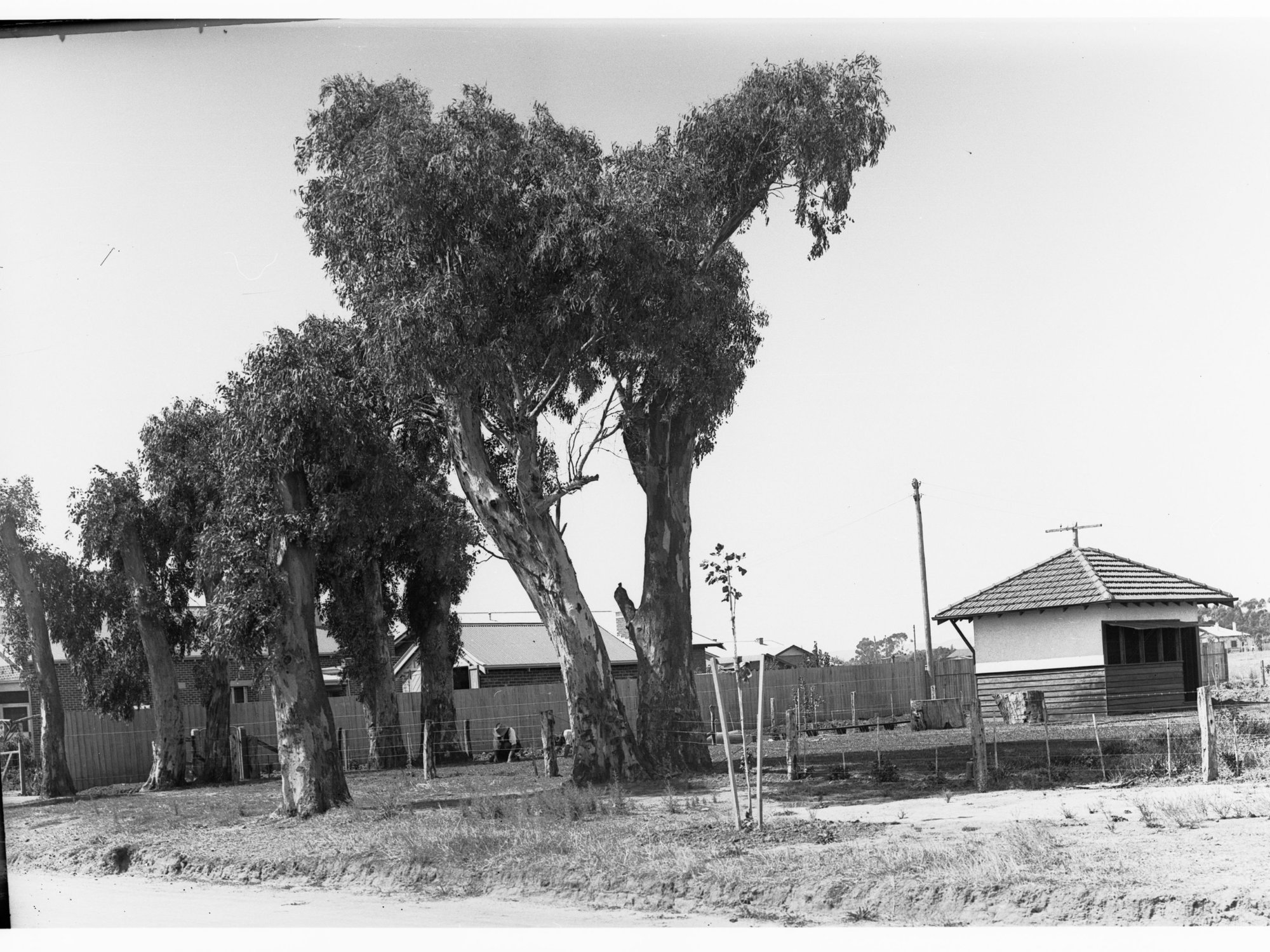 Houses at Colonel Light Gardens