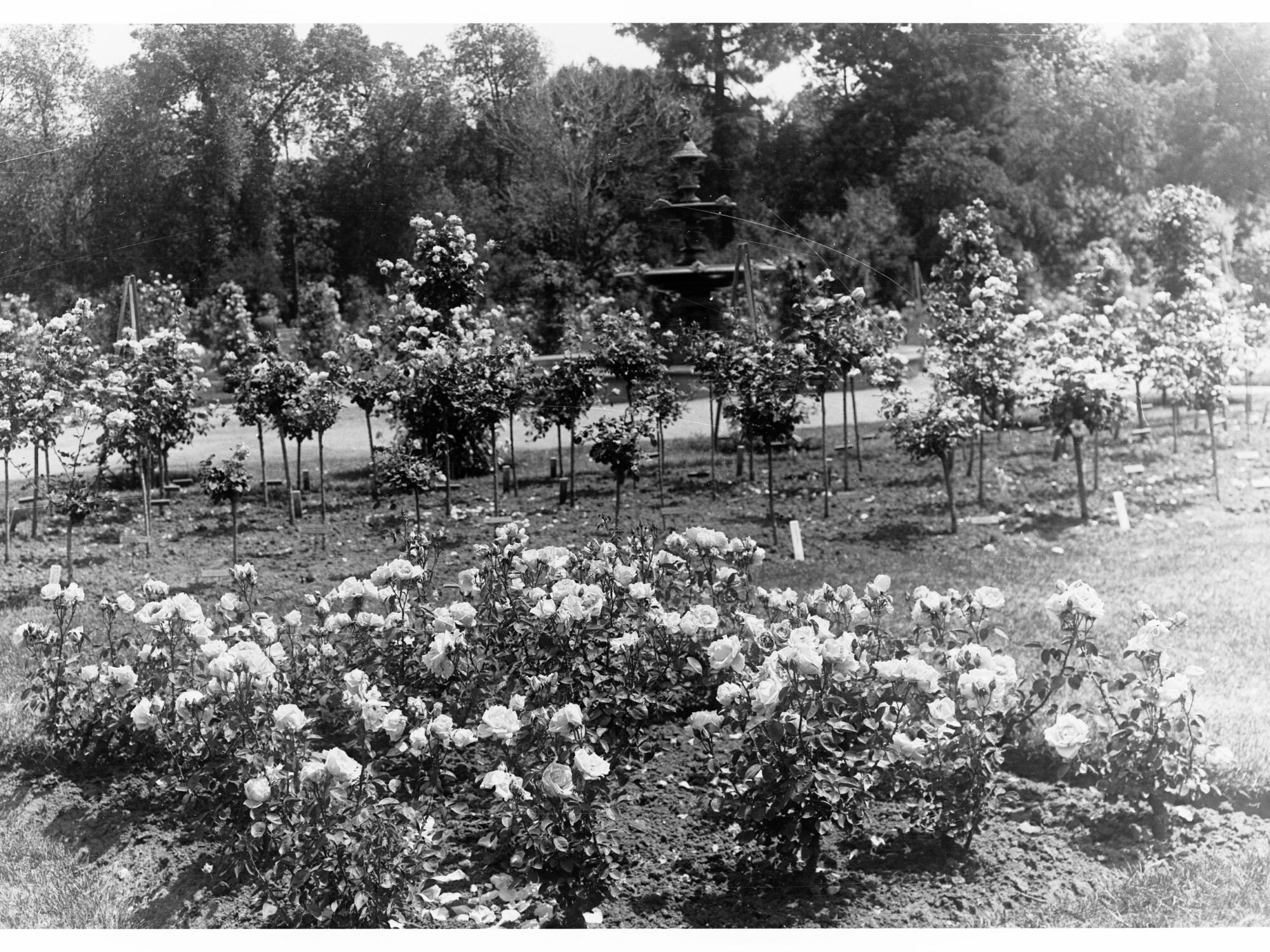 Rose Bushes at the Botanical Gardens