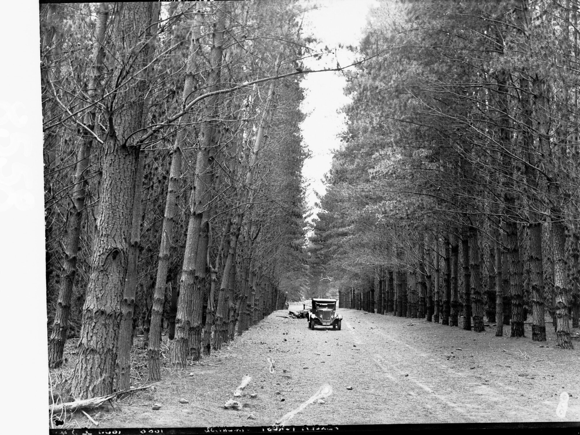 Penola Forest