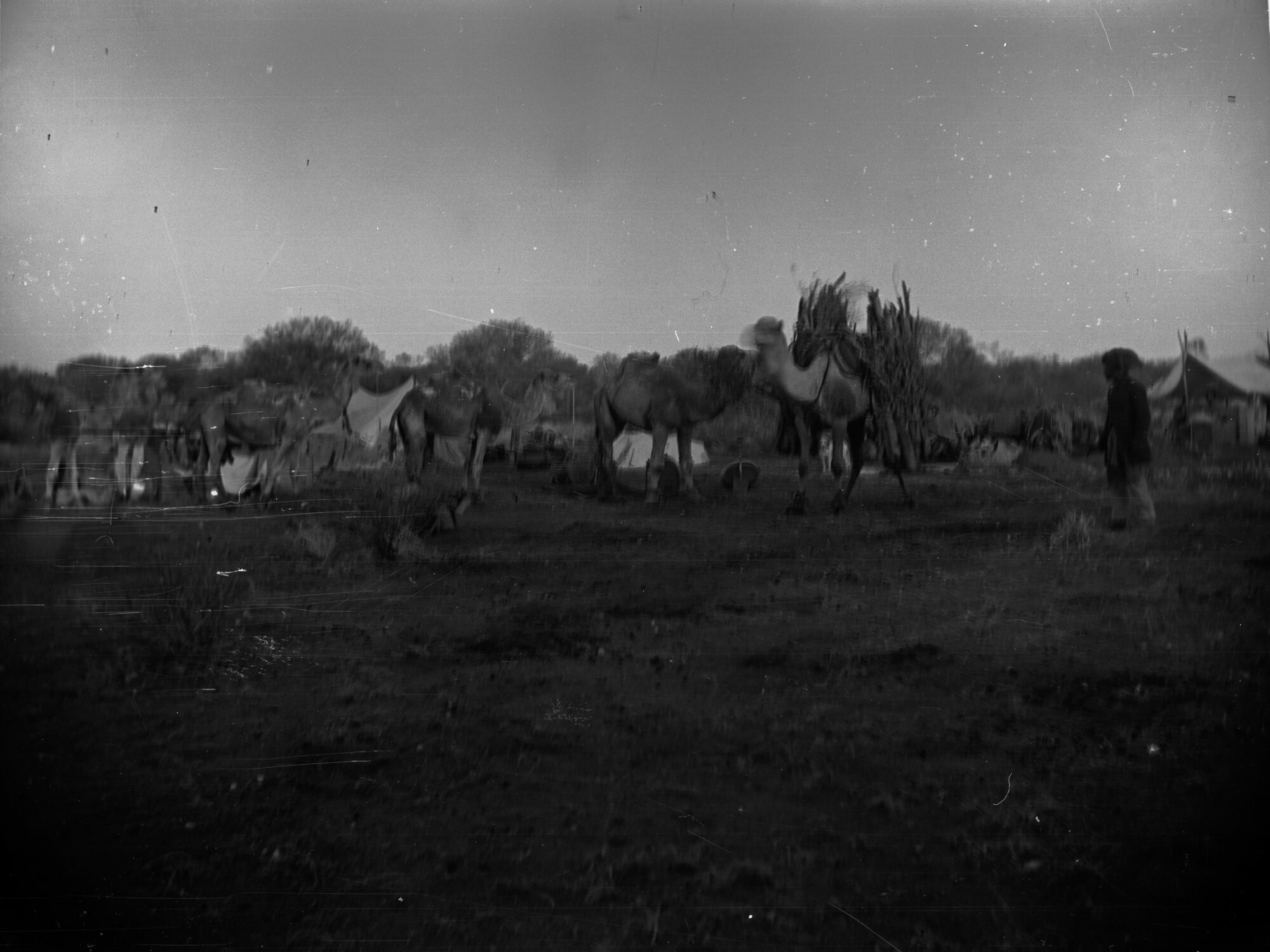 Camel Laden With Firewood at Camp Elder Scientific Expedition