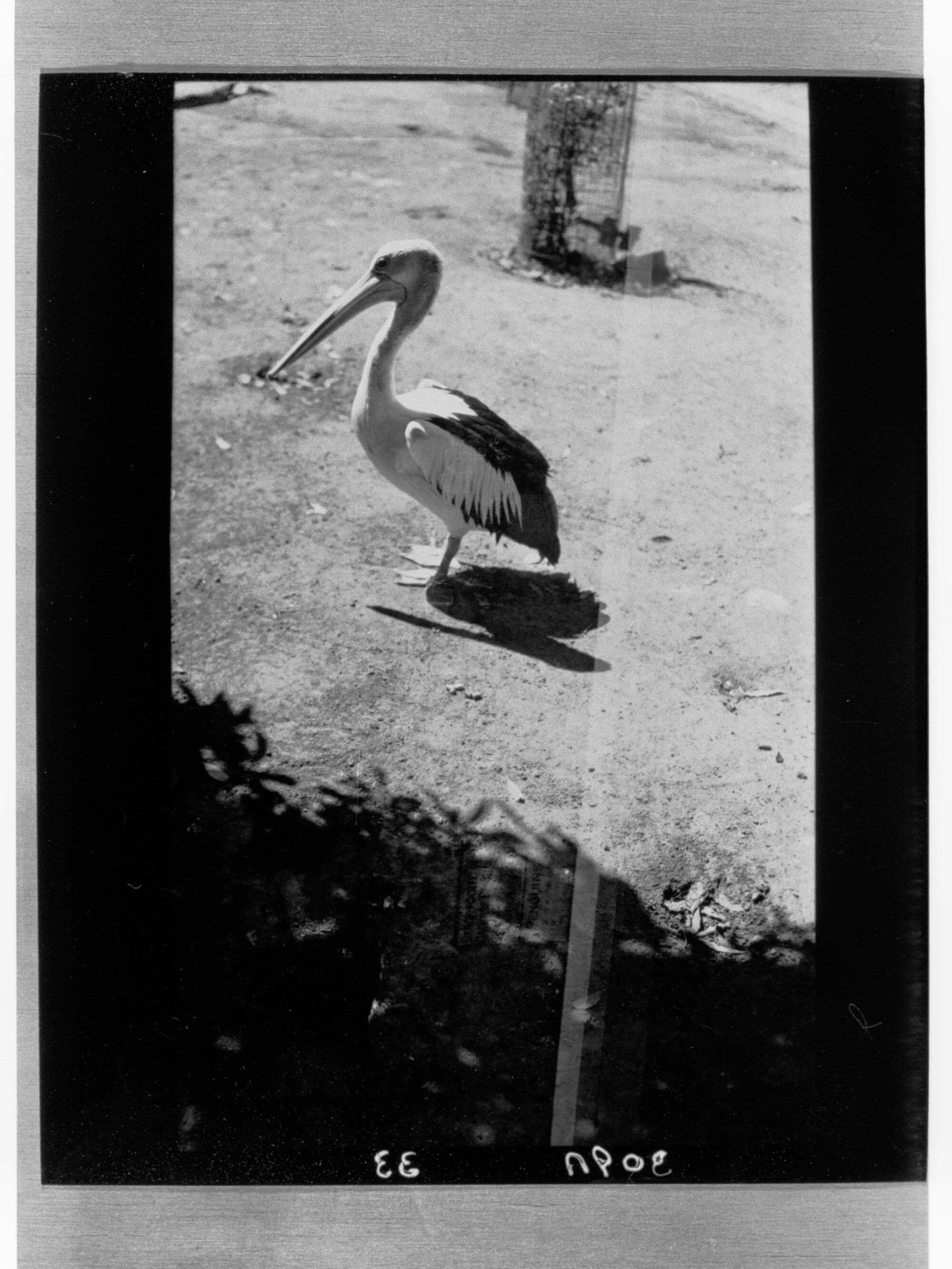 Pelican standing on the sand