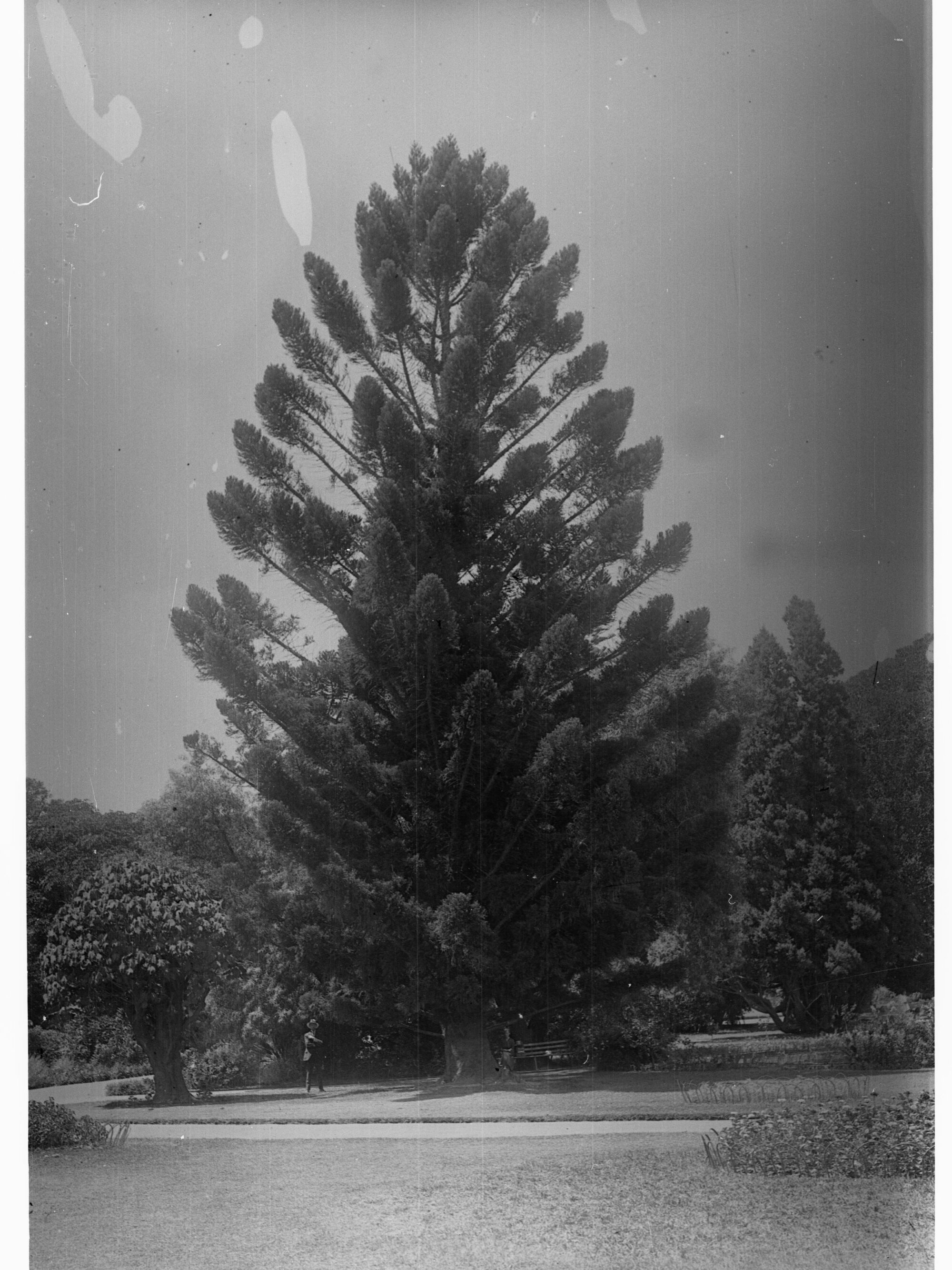 Hoop Pine, Botanic Gardens