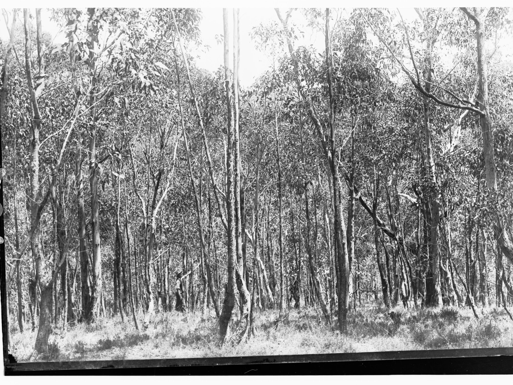 Bush views at Mount Lofty Ranges