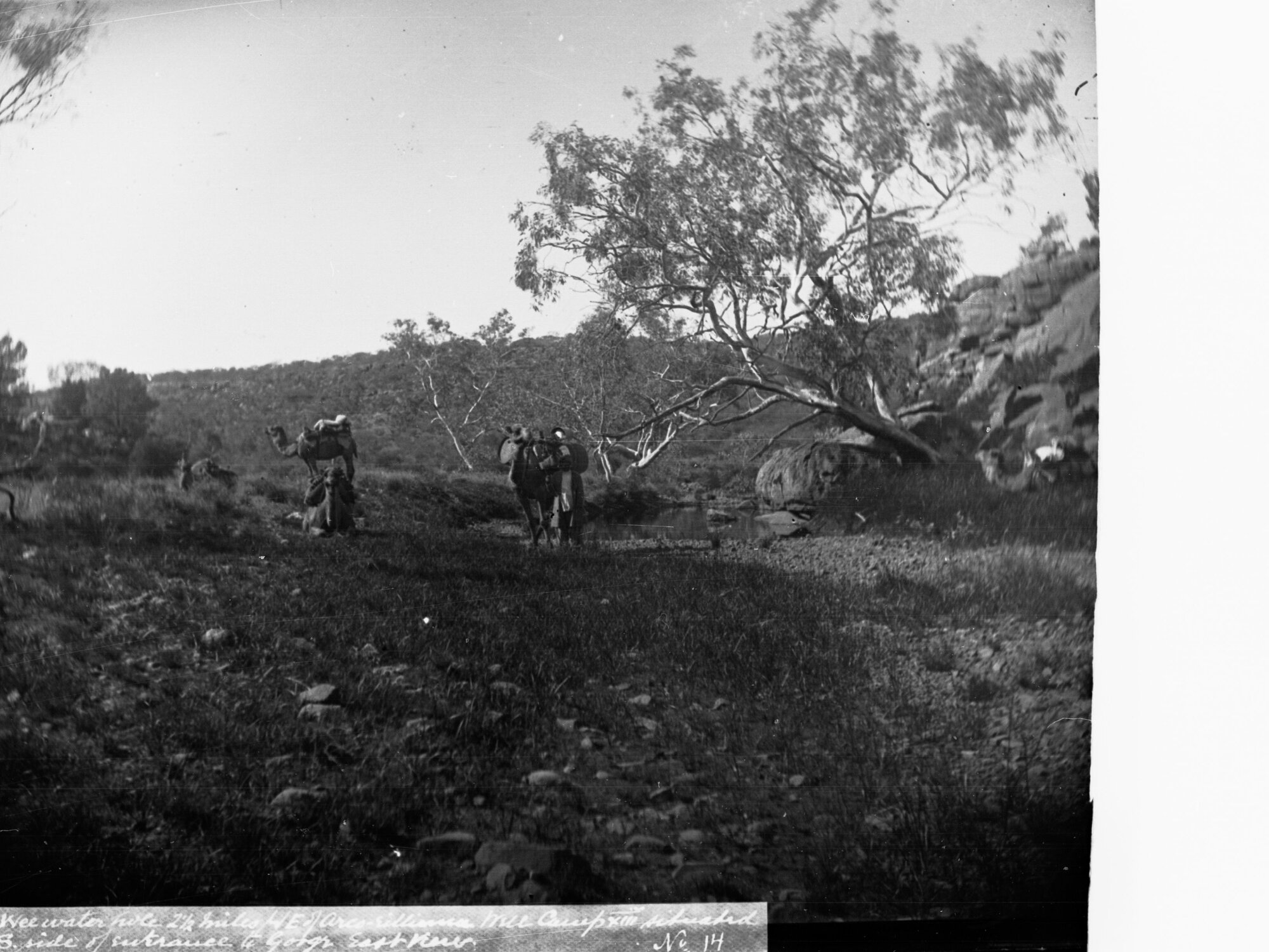 Camels Resting by Wa Wee Waterhole Elder Scientific Expedition