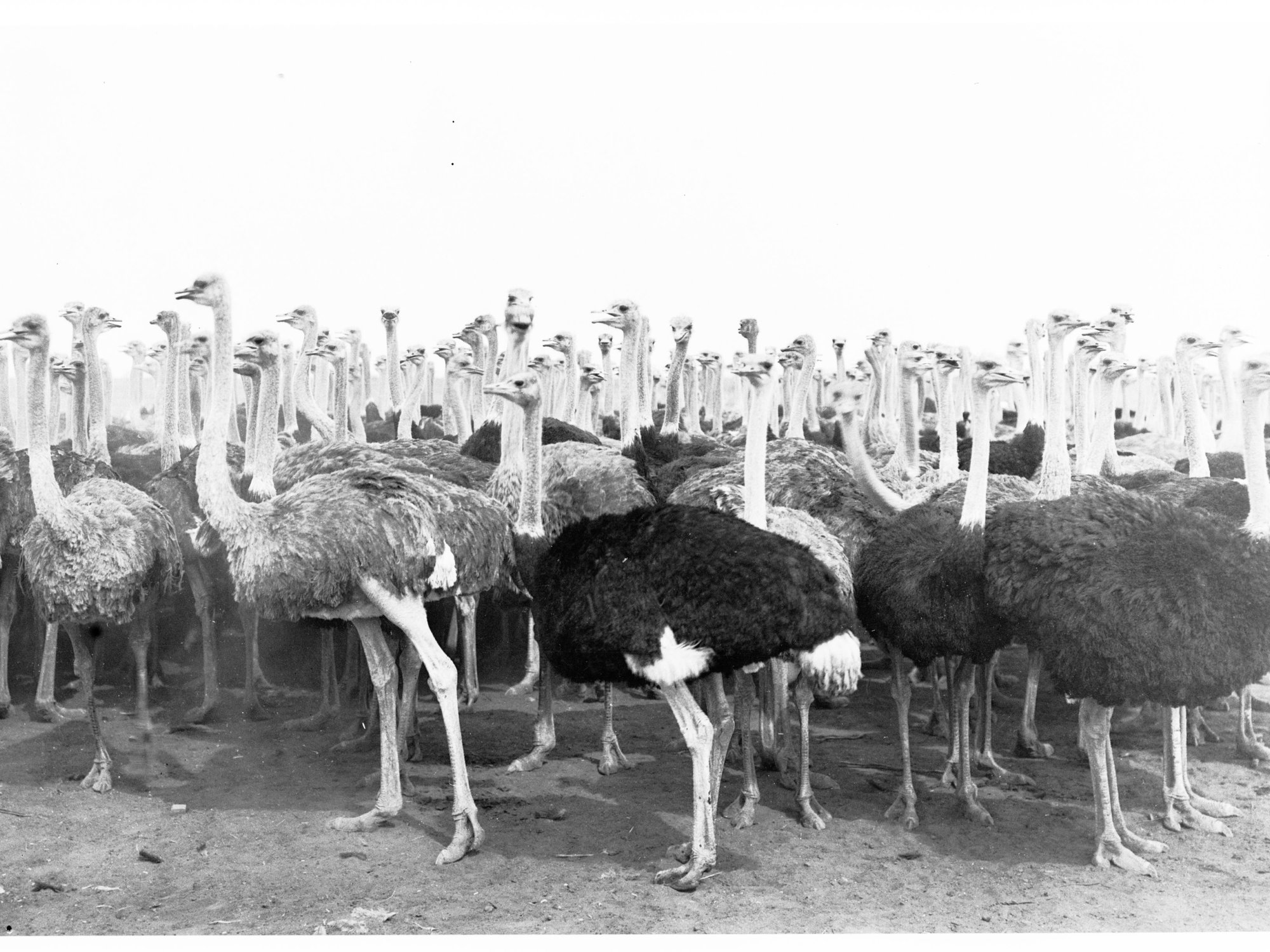 Group of Ostriches - Ostrich Farm at Port Augusta