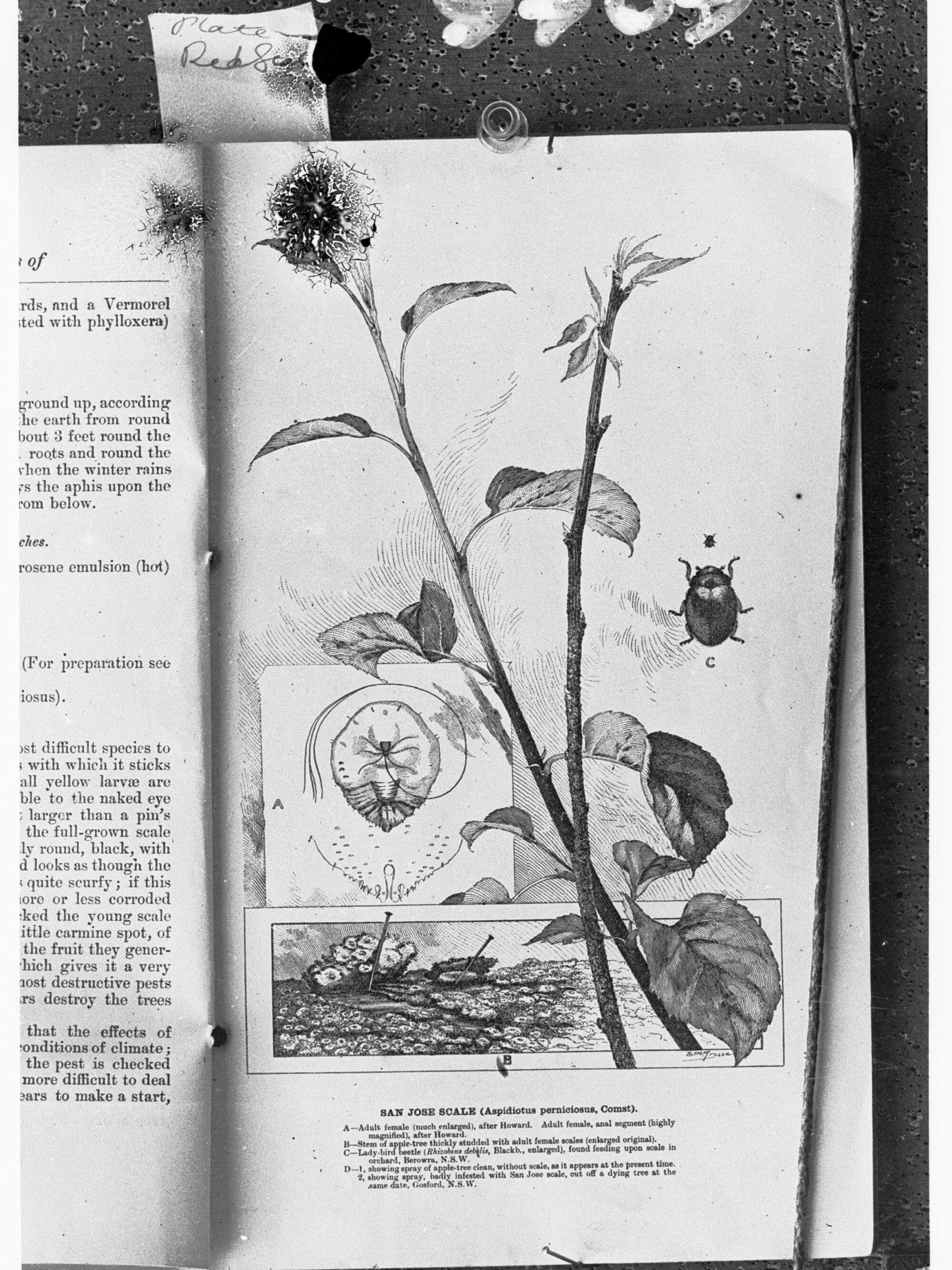 The San Jose Scale - page from the Agricultural Gazette of New South Wales showing San Jose Scale