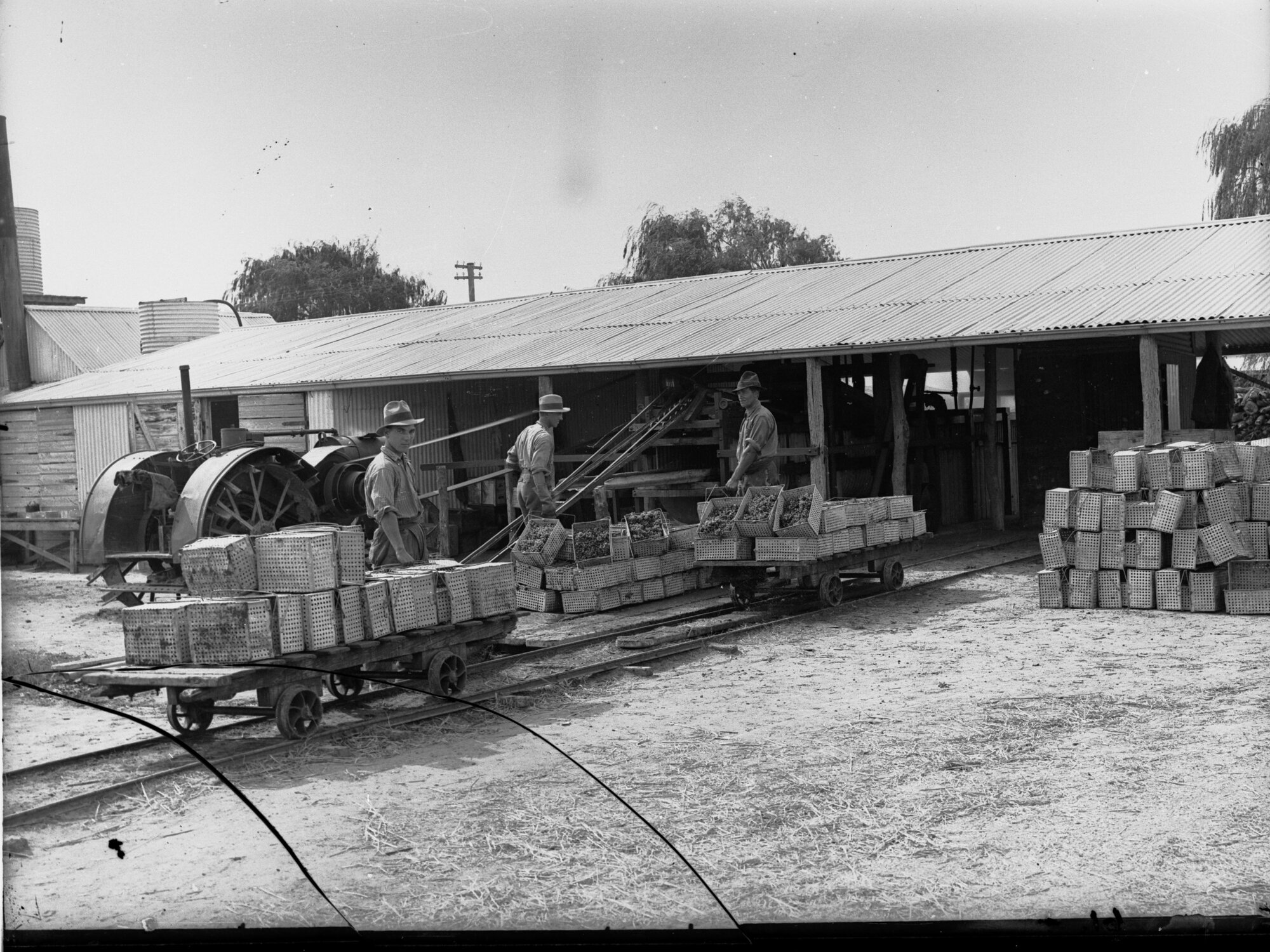 Carrying Fruit from Dip Ready for Drying Renmark