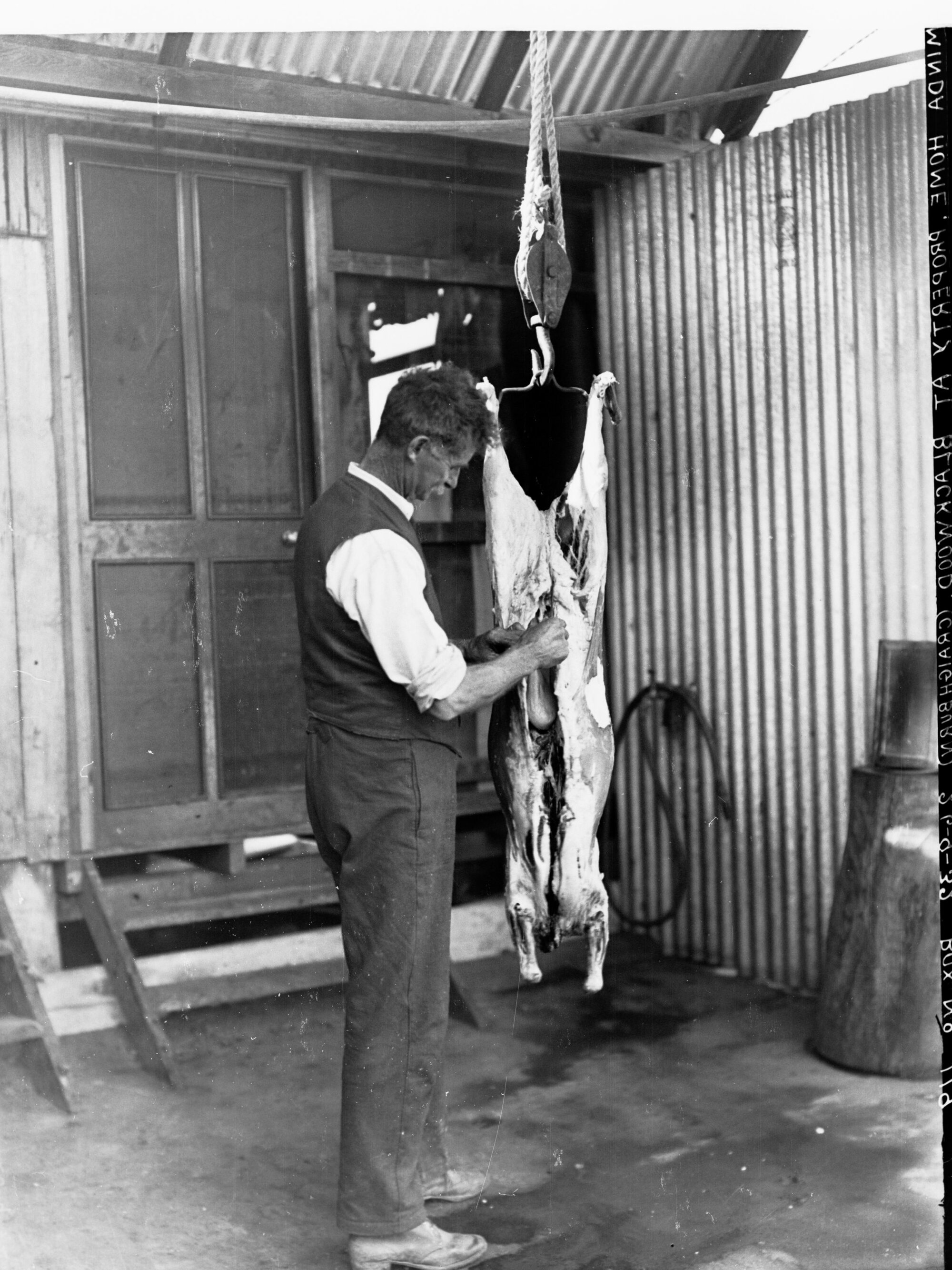 Gutting a sheep at Minda Home's Craigburn Farm,  Blackwood