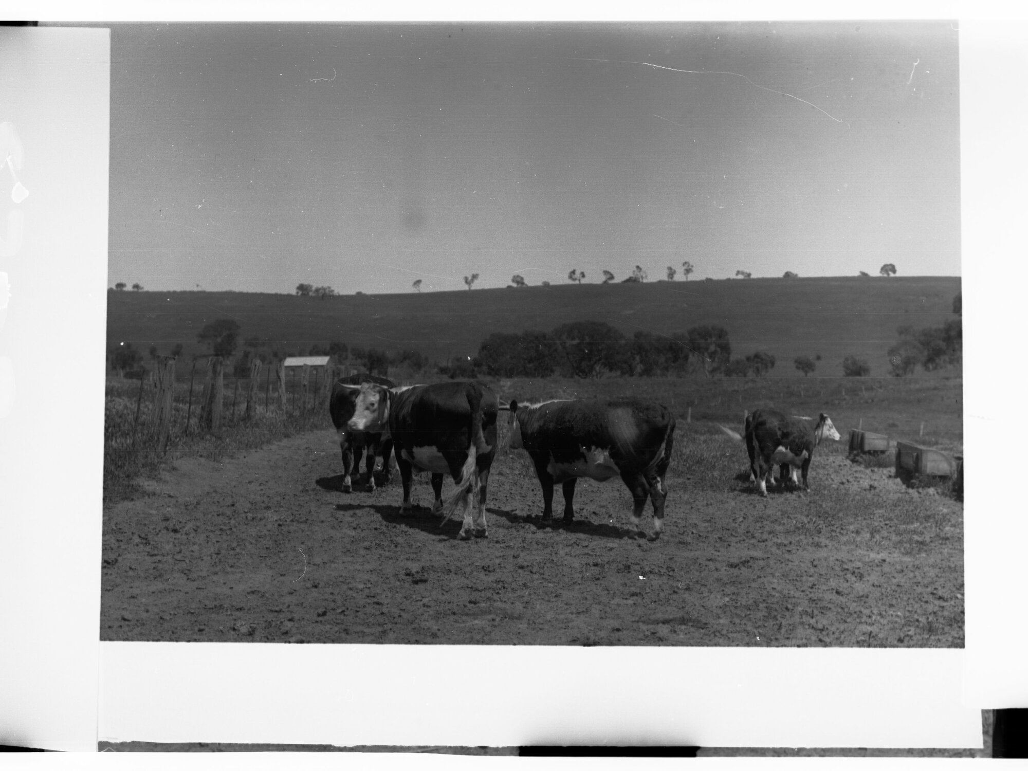 Hill River Herefordshire Cattle
