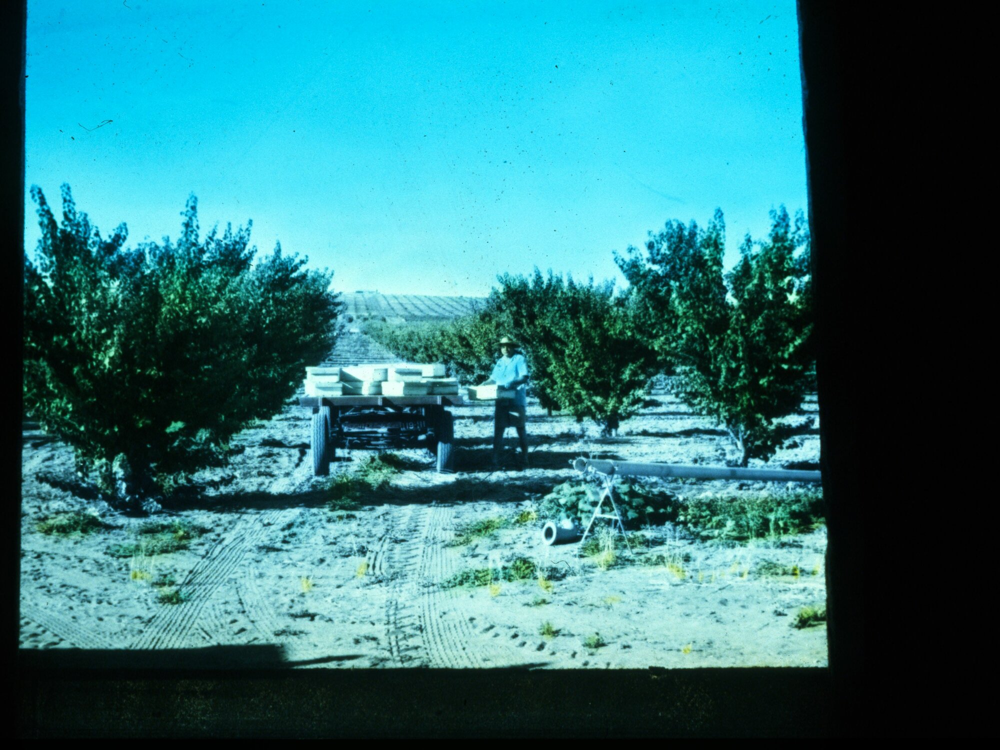 Man Loading Boxes of Fruit Onto a Truck in an Orchard in the Riverland