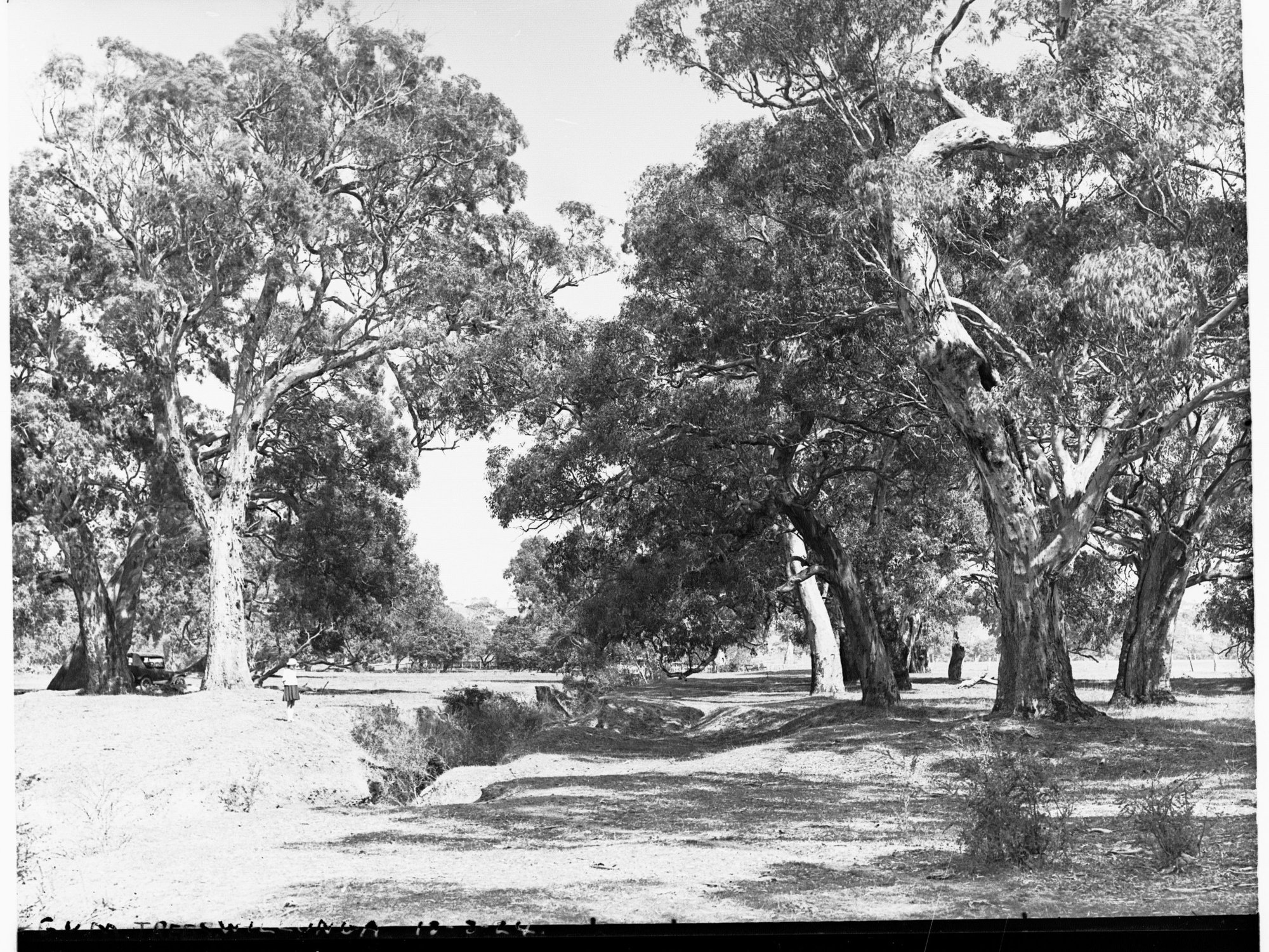 Gum Trees at Willunga