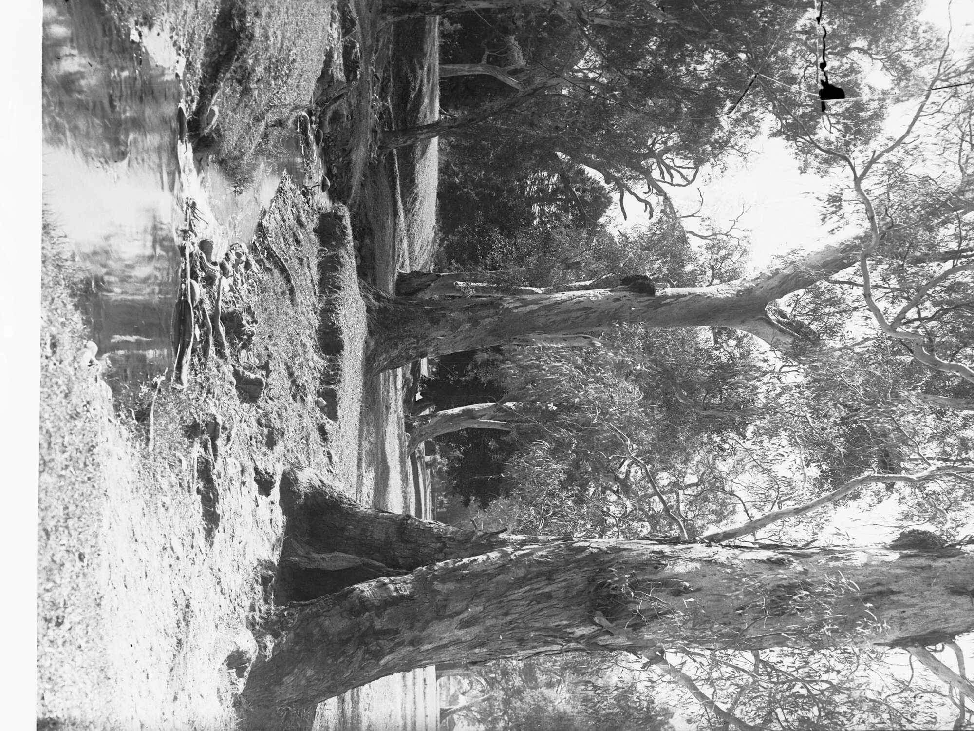 Trees and Creek at Hazelwood Park