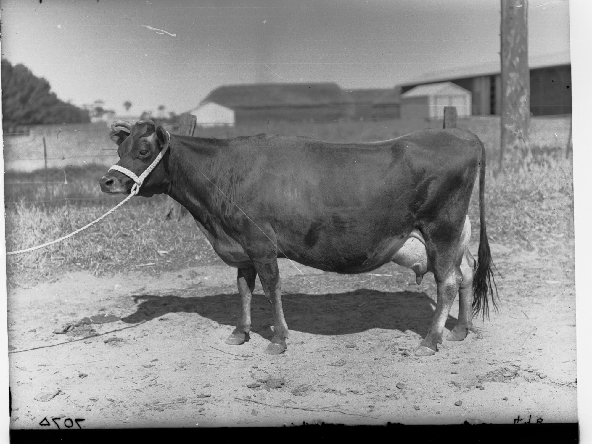 Prize Cow of  Roseworthy College