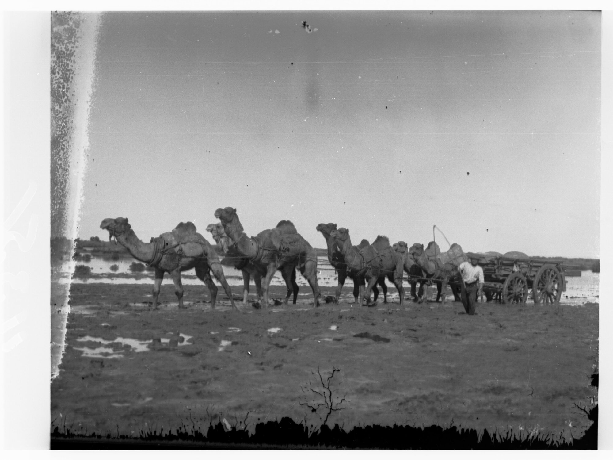 Camel Team Pulling Wagon, Far North