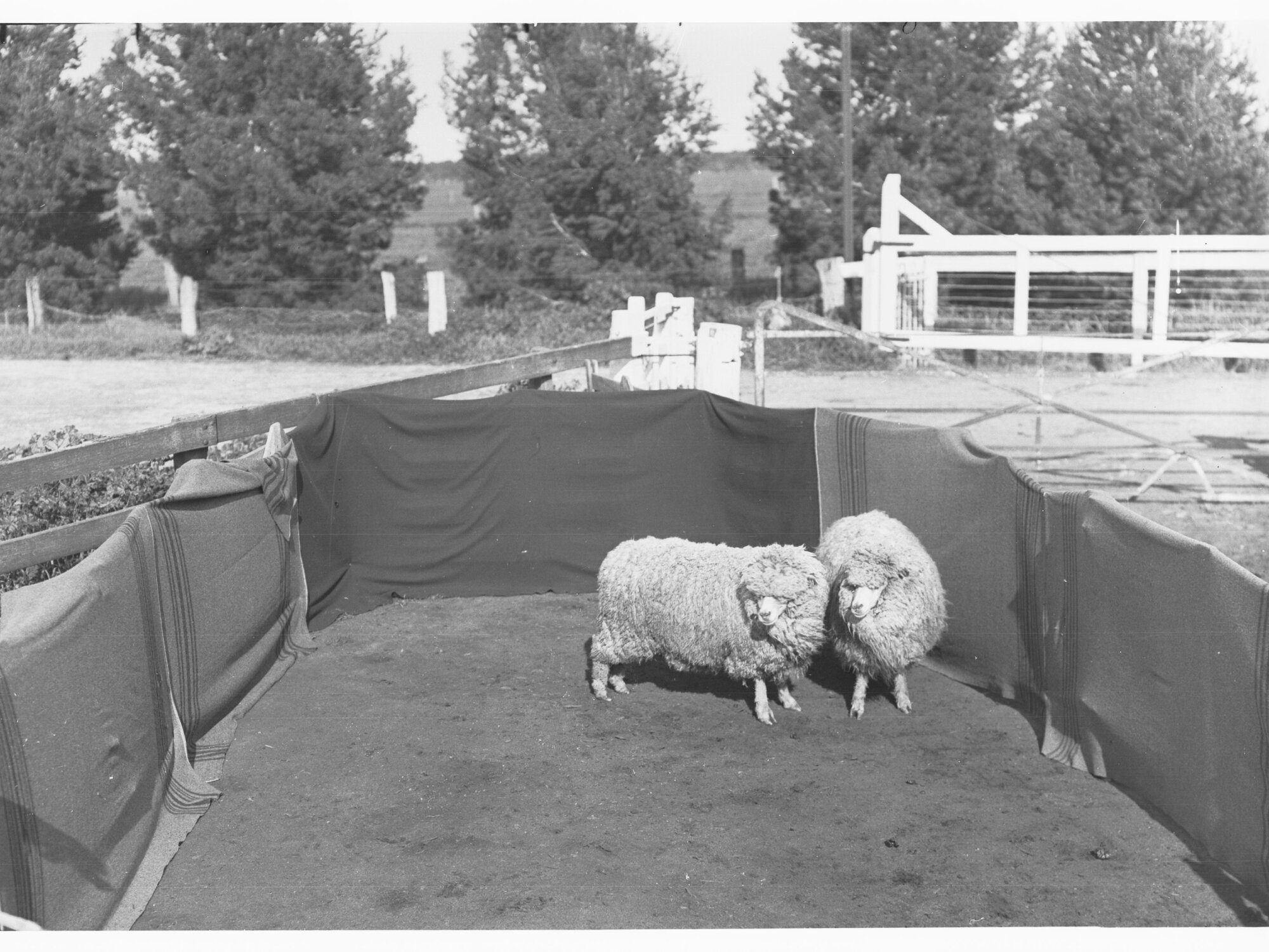 Sheep in a pen at Roseworthy