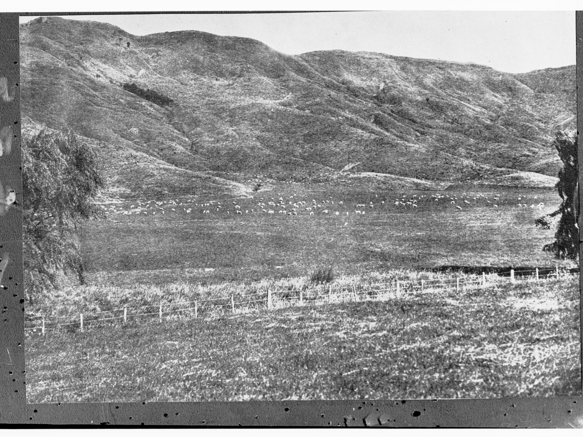Rural view with showing sheep in the distance - New Zealand