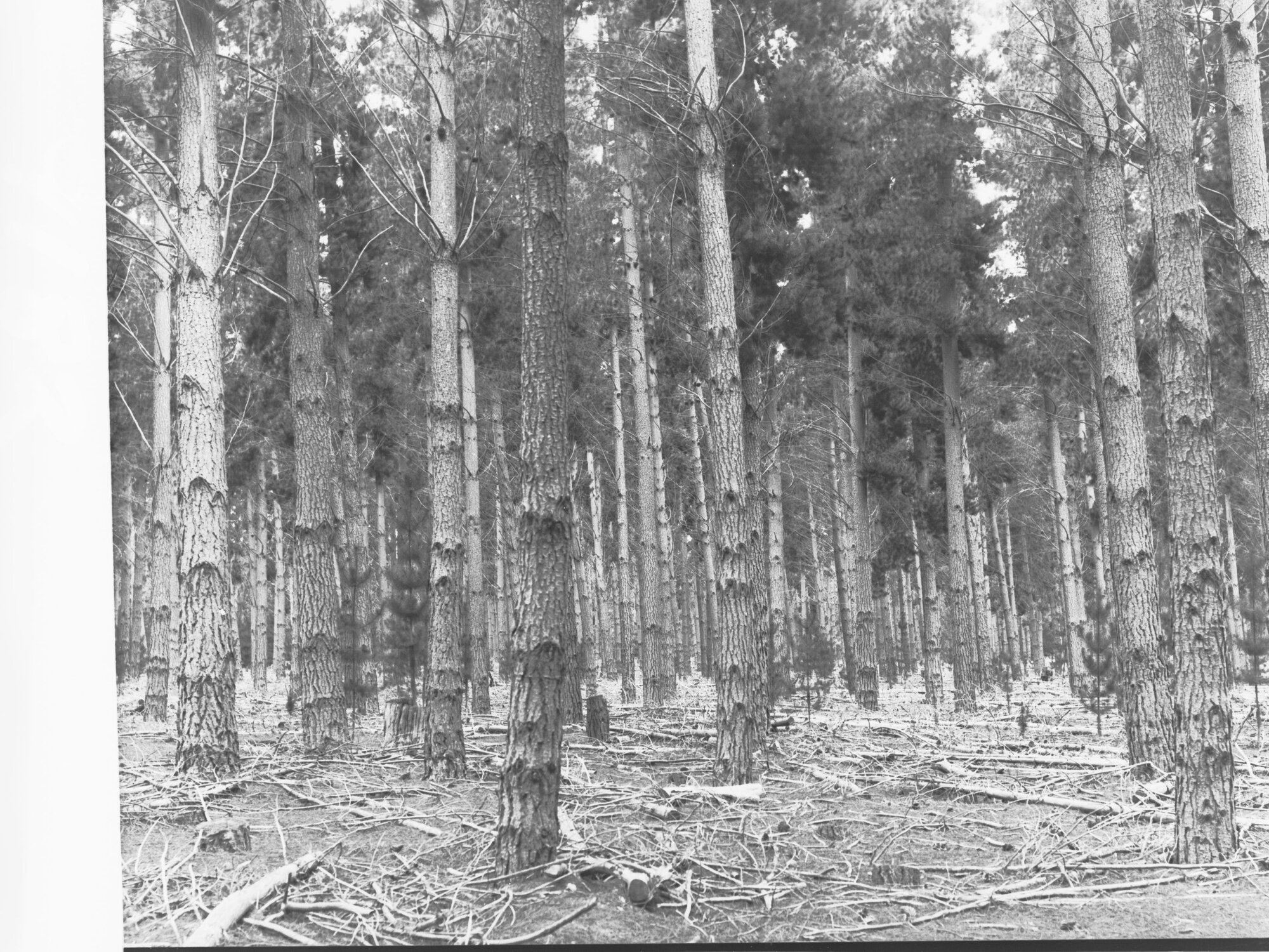 Forest of Pine Trees at Mount Burr