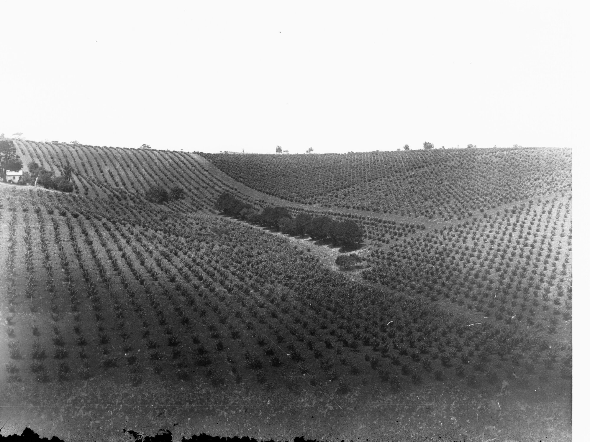 Vineyards